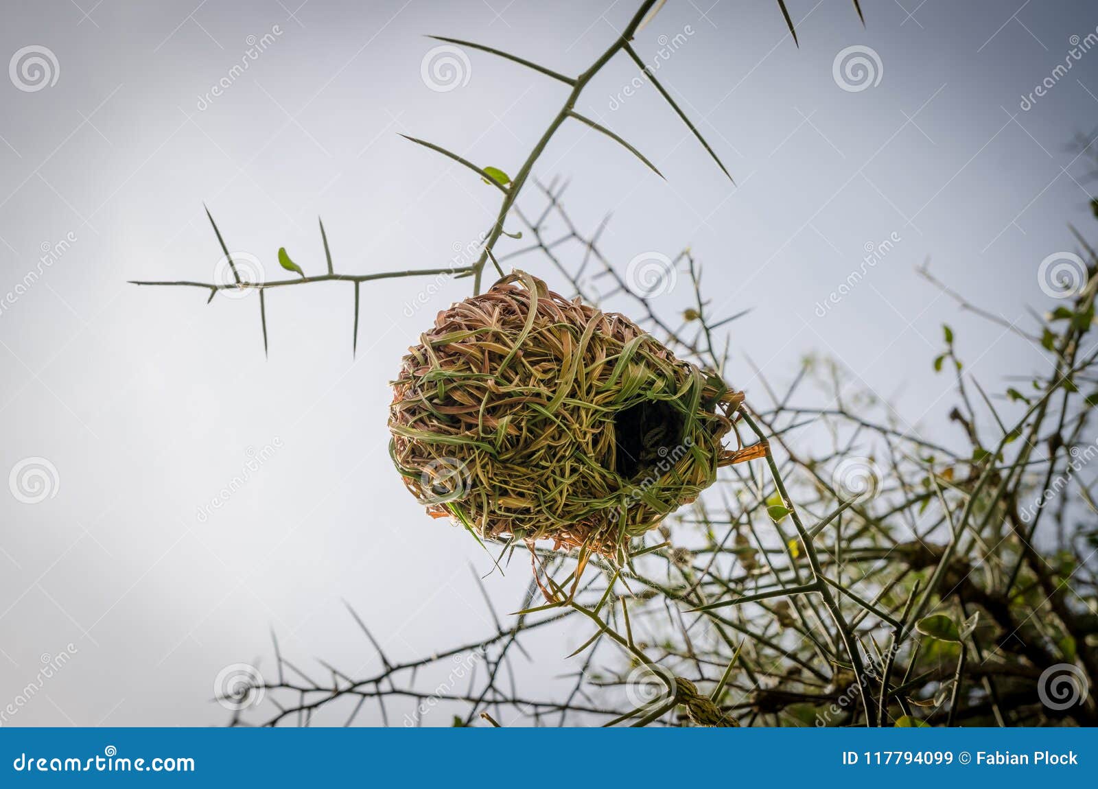 african weaver bird nest