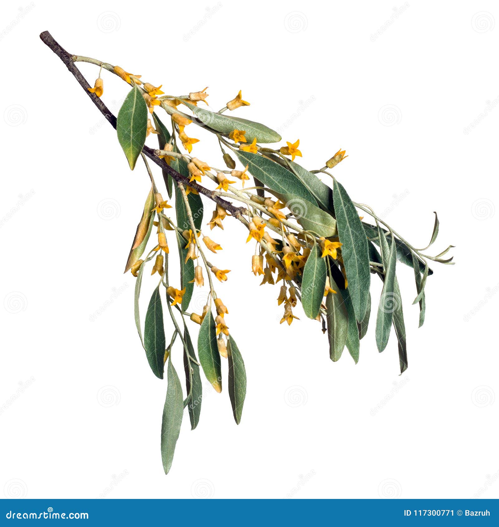 elaeagnus angustifolia blooming on white background