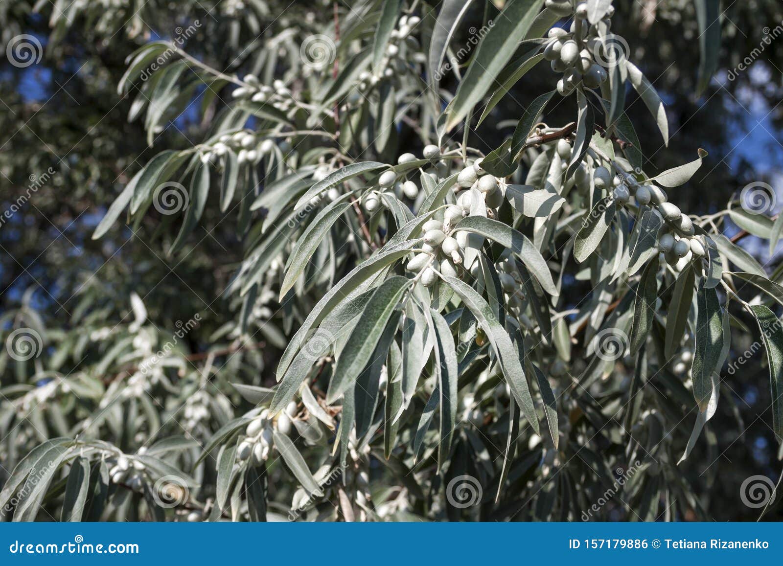 Серебряные кусты дикой маслины окруженные. Лох серебристый Дикая маслина. Дикая олива серебристая. Elaeagnus angustifolia. Олива Крымская серебристая.