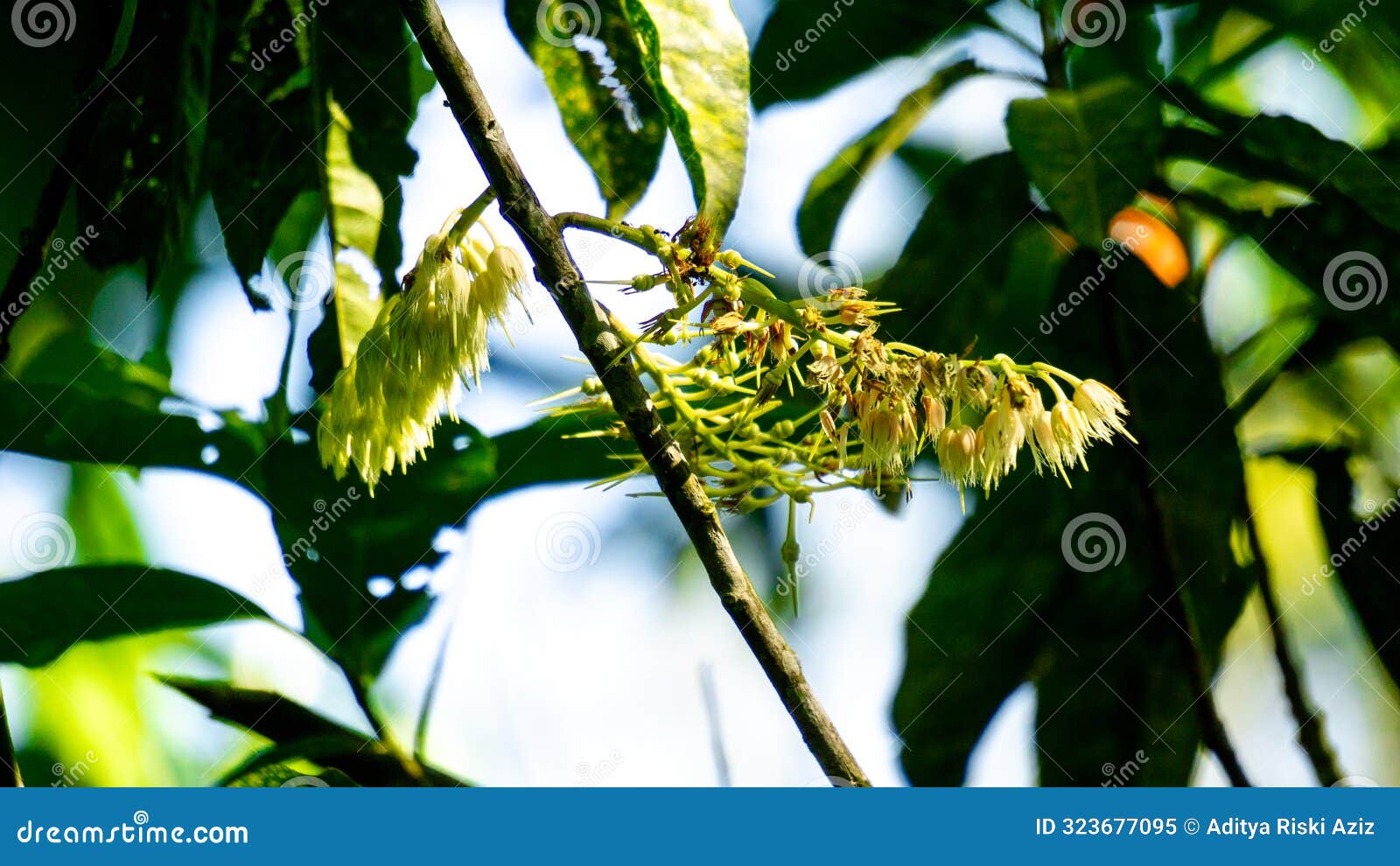 elaeocarpus ganitrus (jenitri, ganitri, ganiter atau ganitris, kimkungtsi)