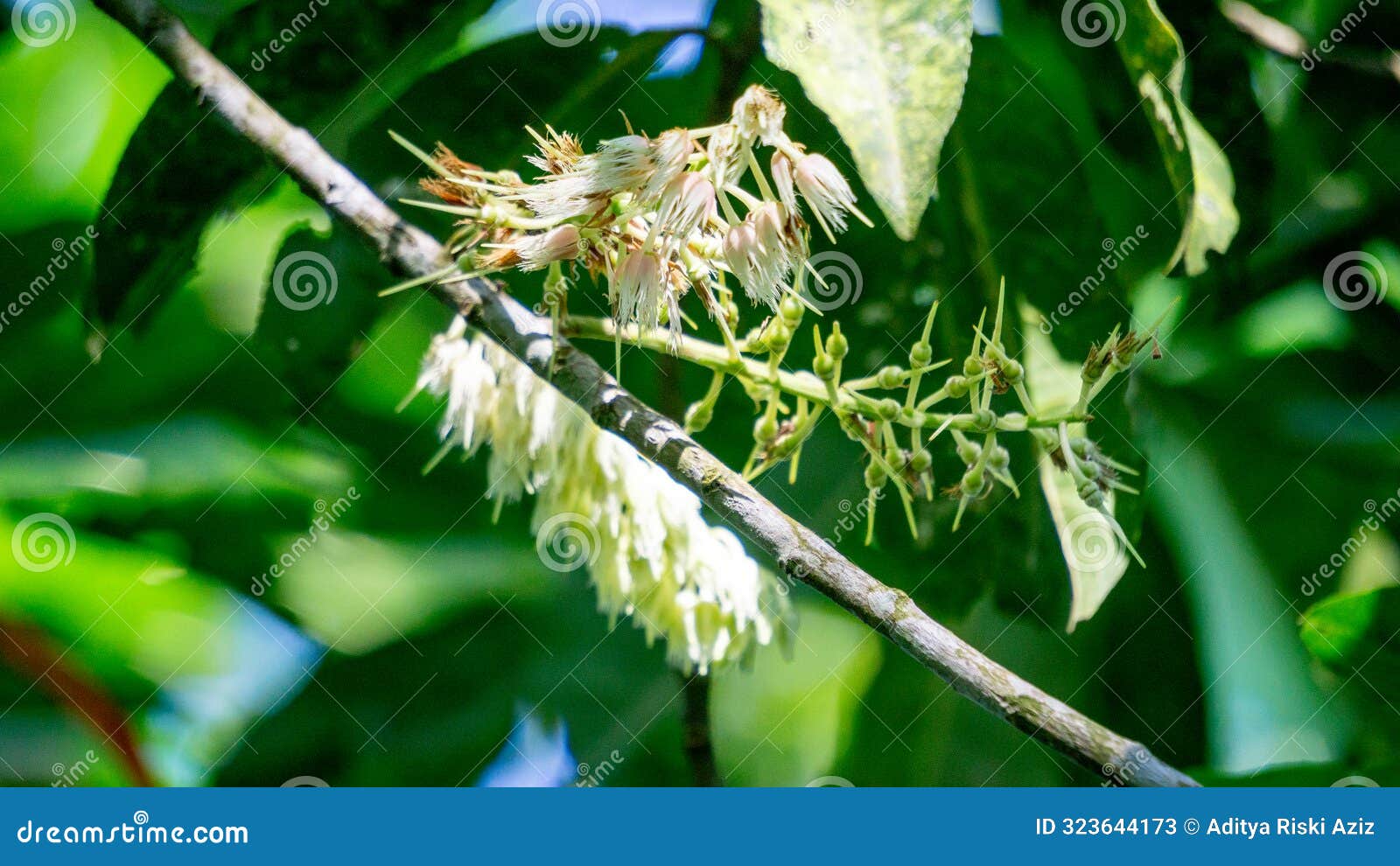 elaeocarpus ganitrus (jenitri, ganitri, ganiter atau ganitris, kimkungtsi)