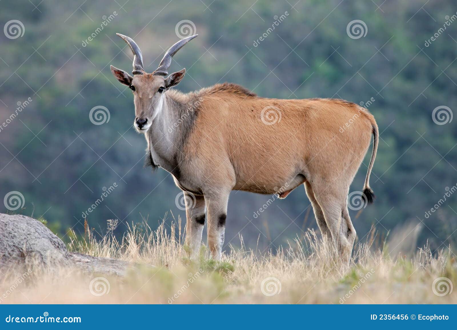 Eland antelope stock photo. Image of outdoor, africa, face - 2356456