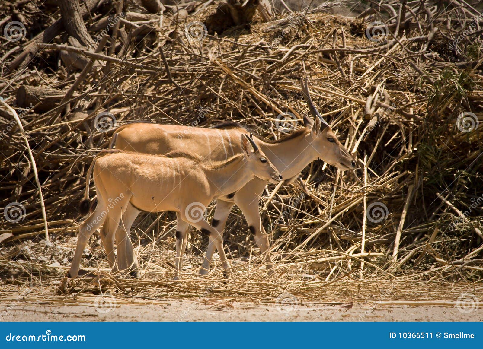 eland antelope calf