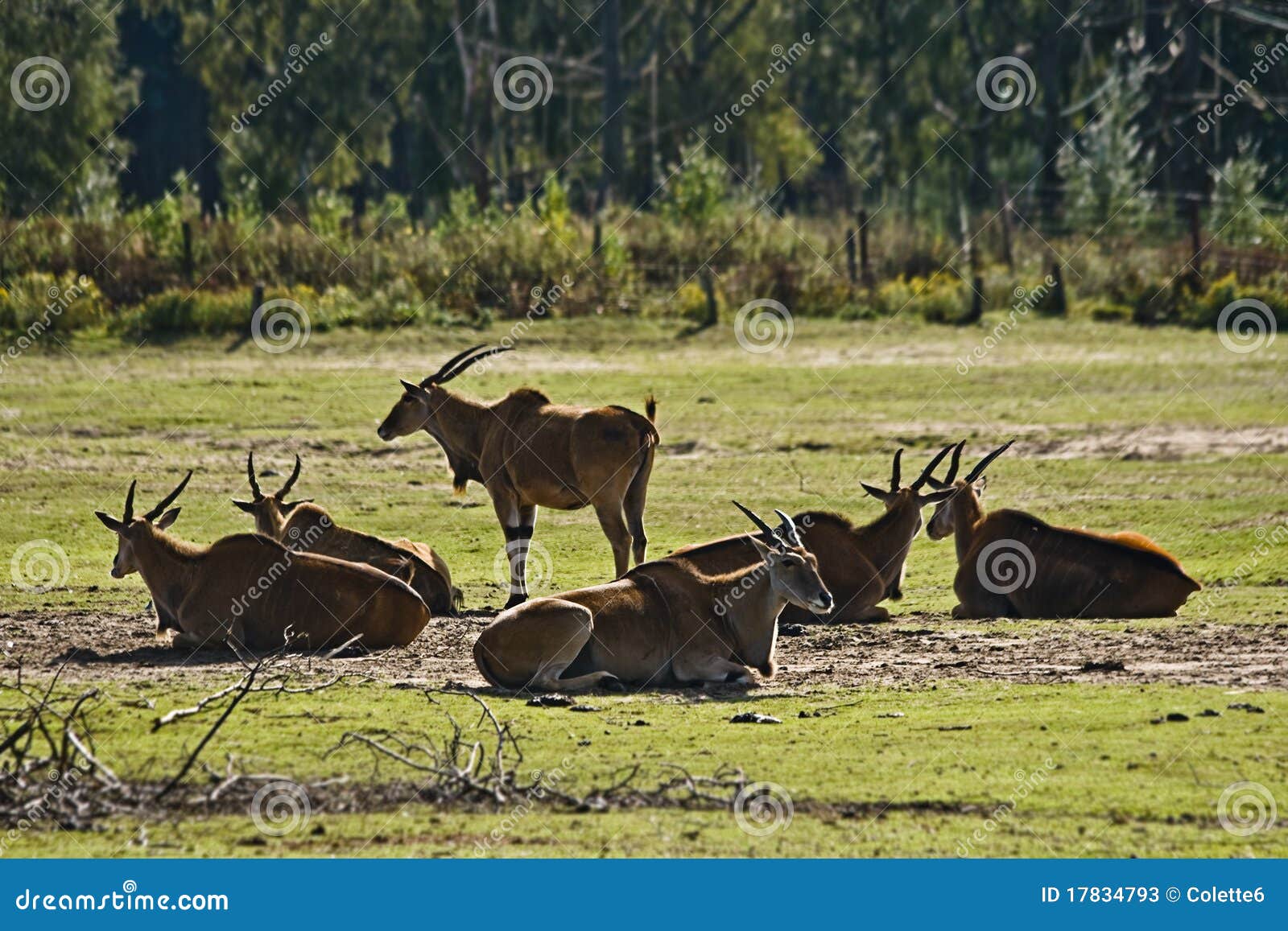 eland antelope or common eland