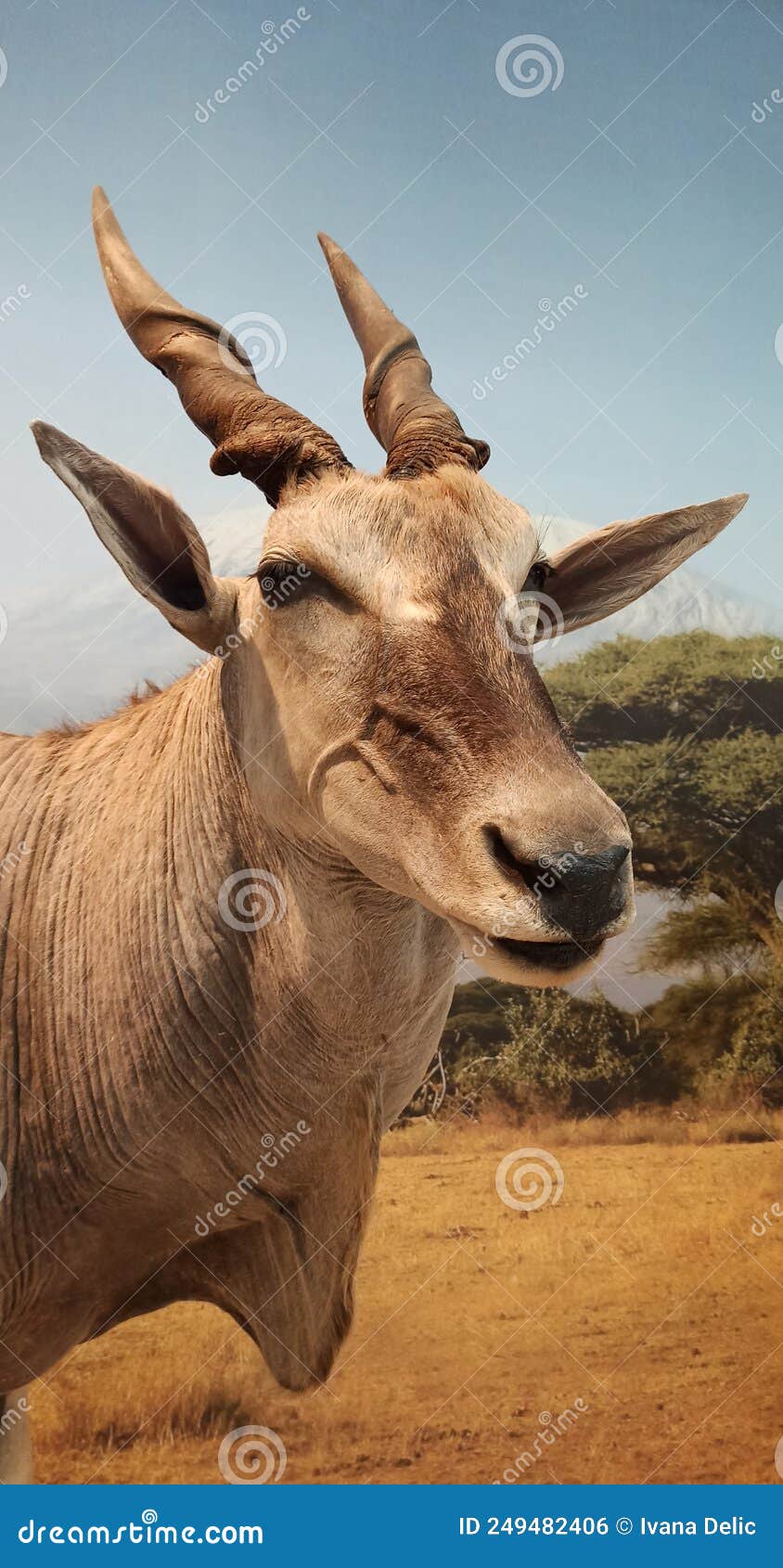 eland antelope, a species of african antelope that inhabits savannas and plains