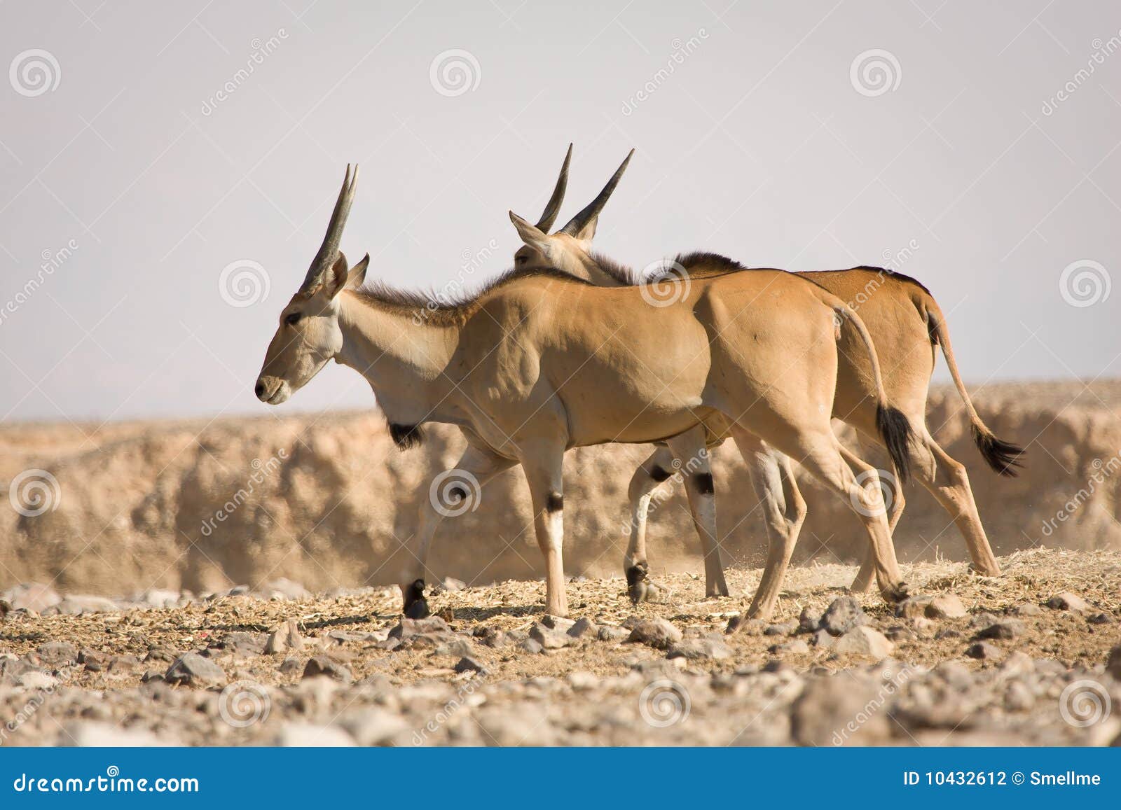 eland antelopes