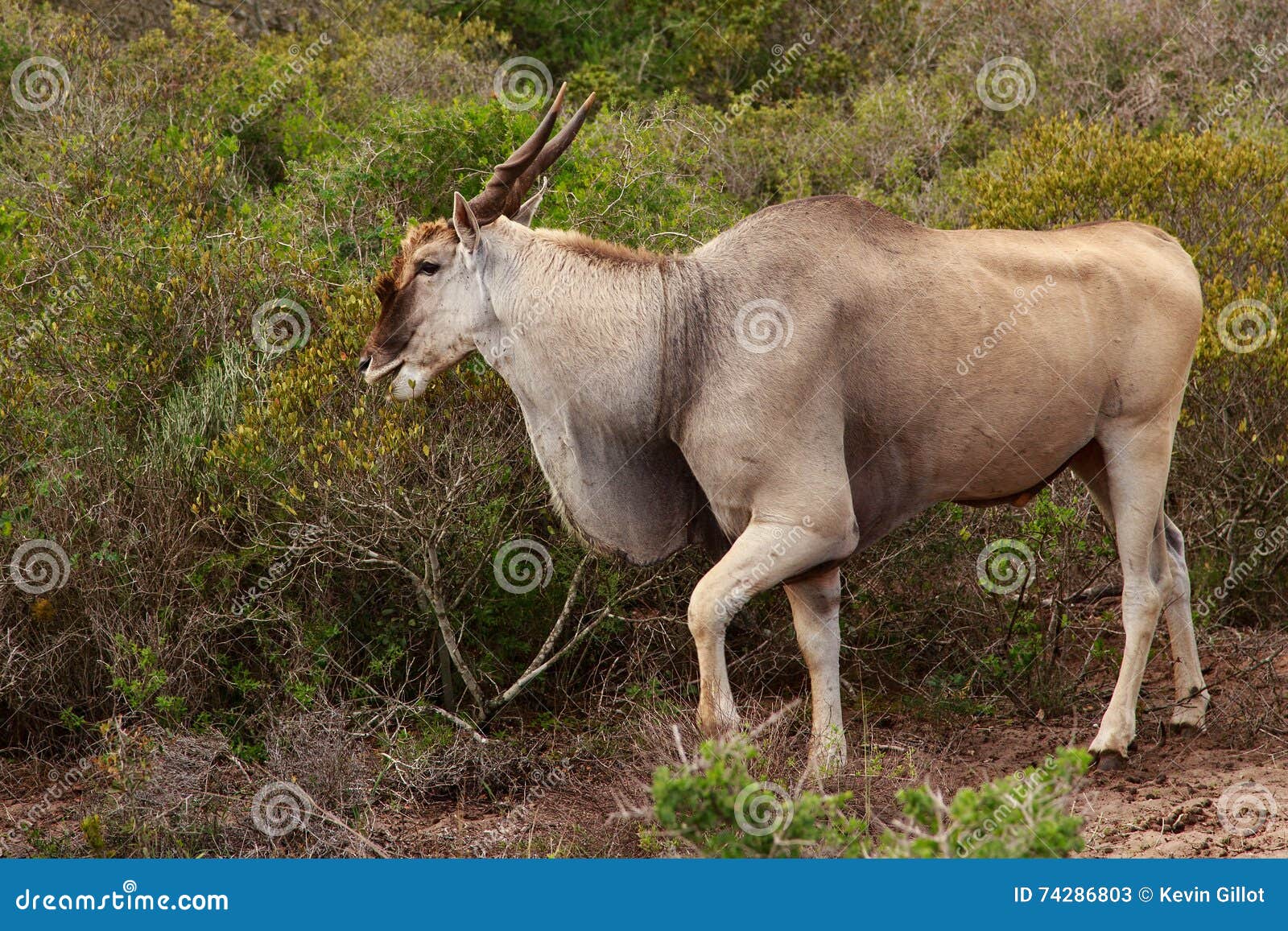 EL REY DE LA SELVA !!!!! Eland-el-ant%C3%ADlope-m%C3%A1s-grande-de-%C3%A1frica-74286803