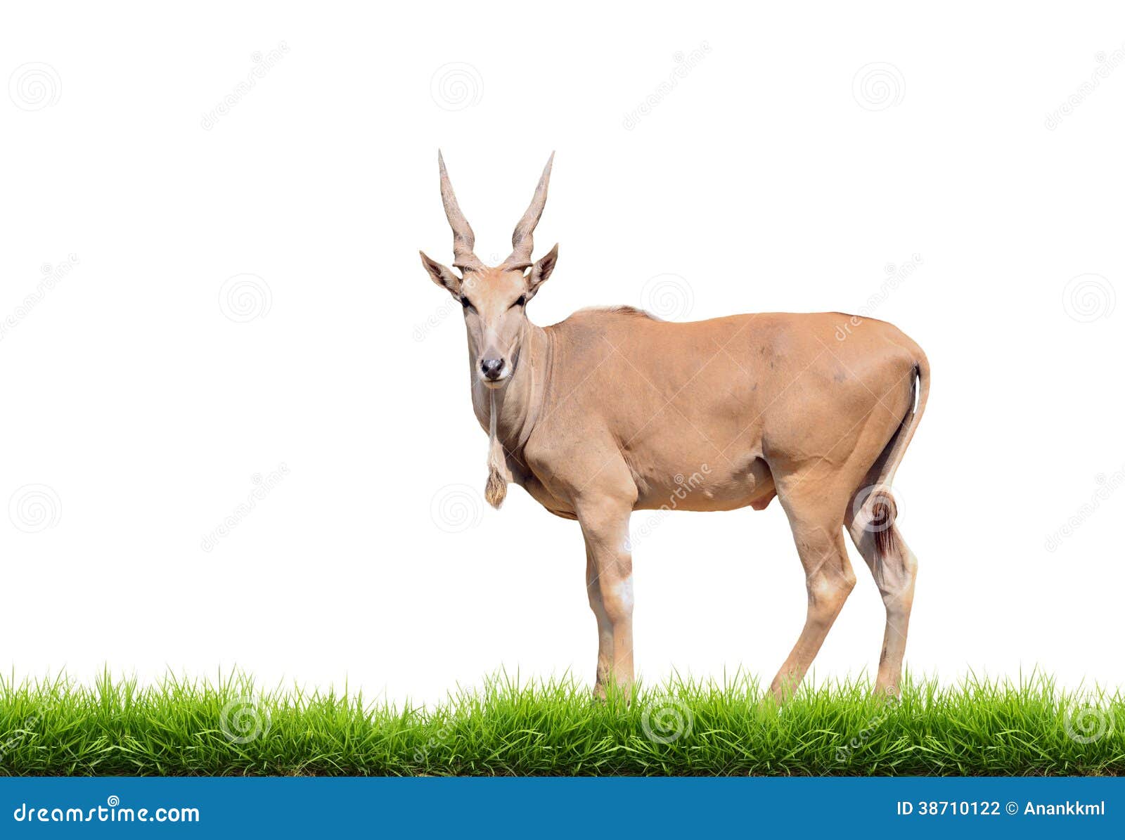 eland with green grass 