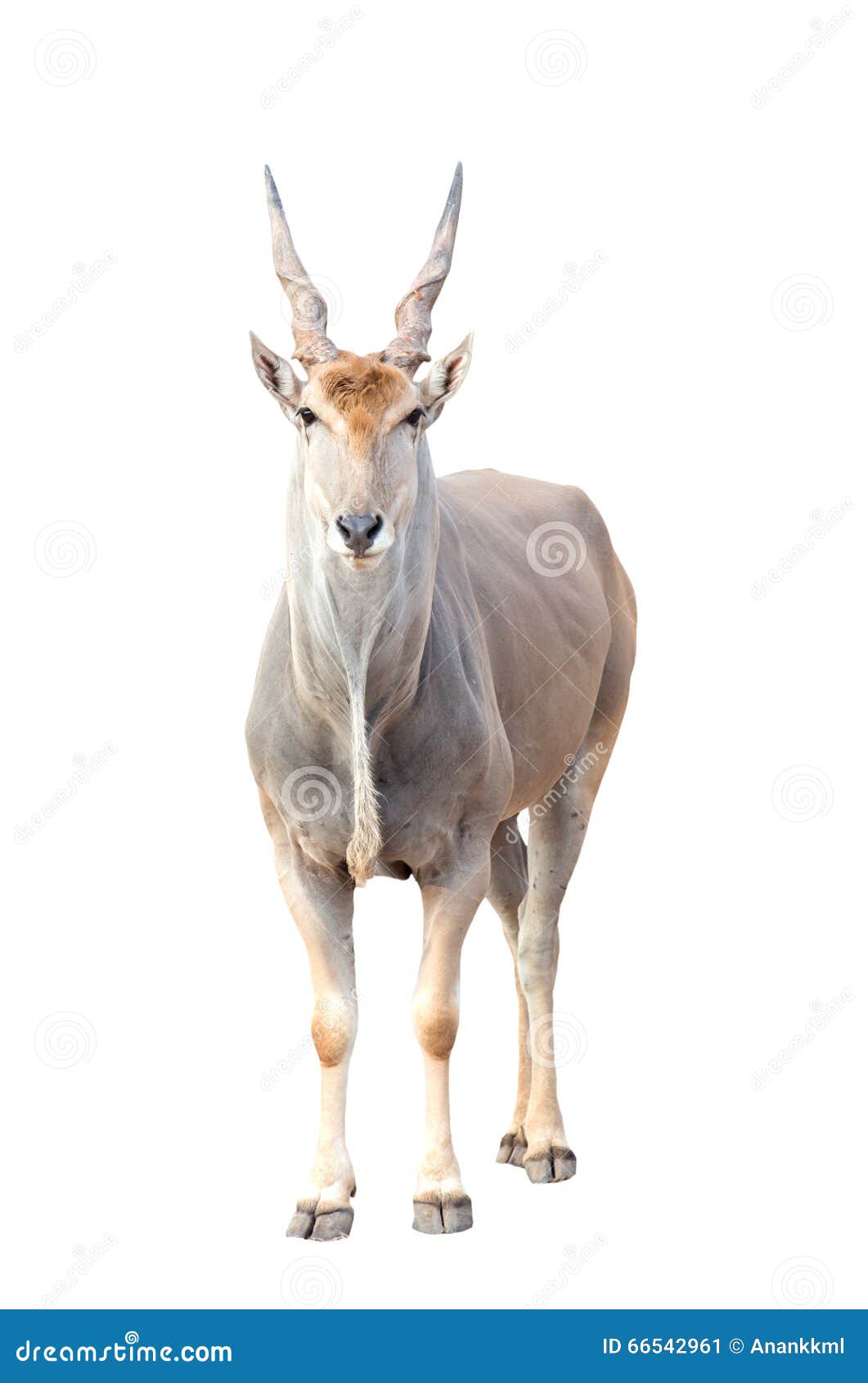 eland 