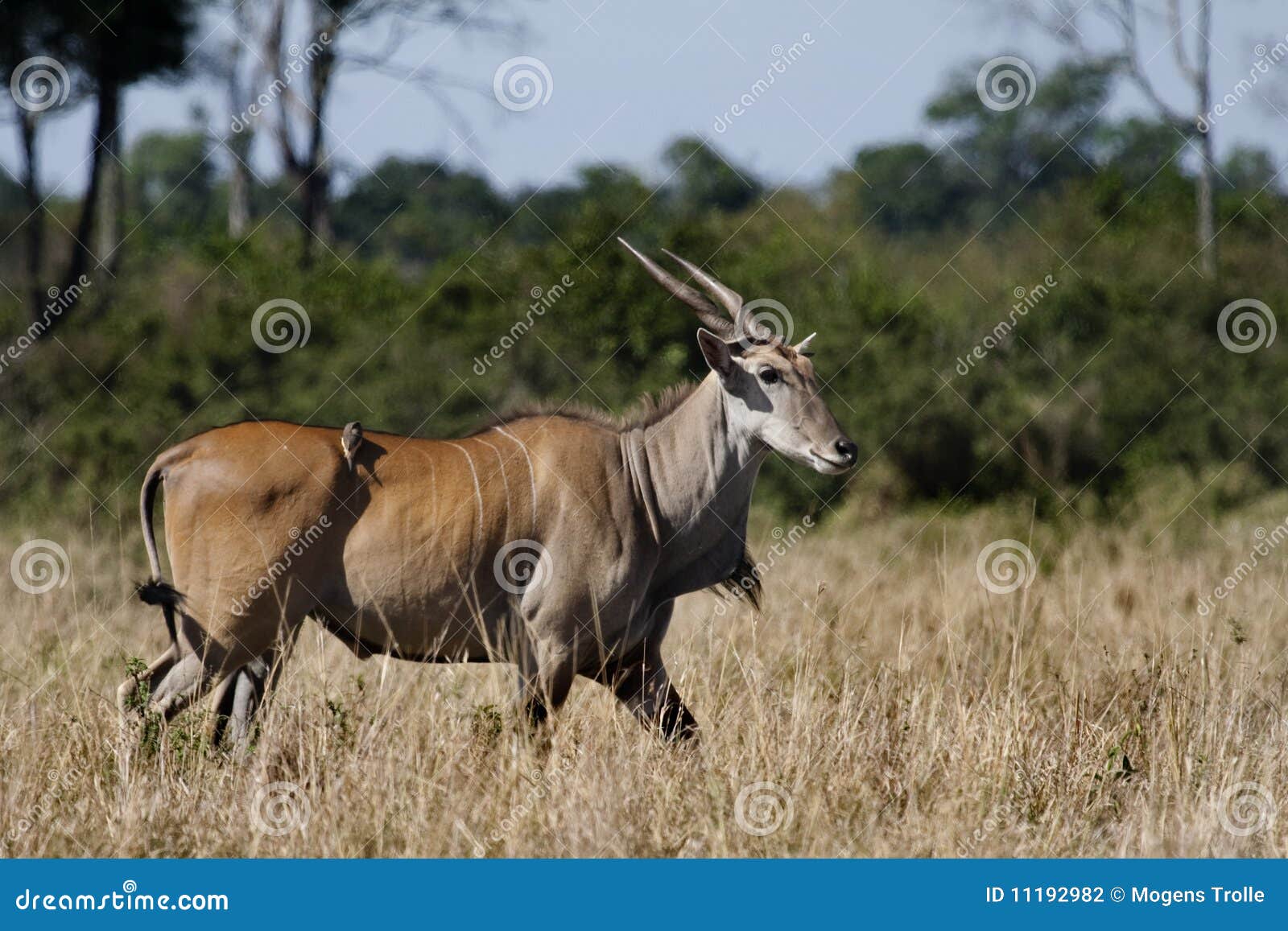 eland, masai mara