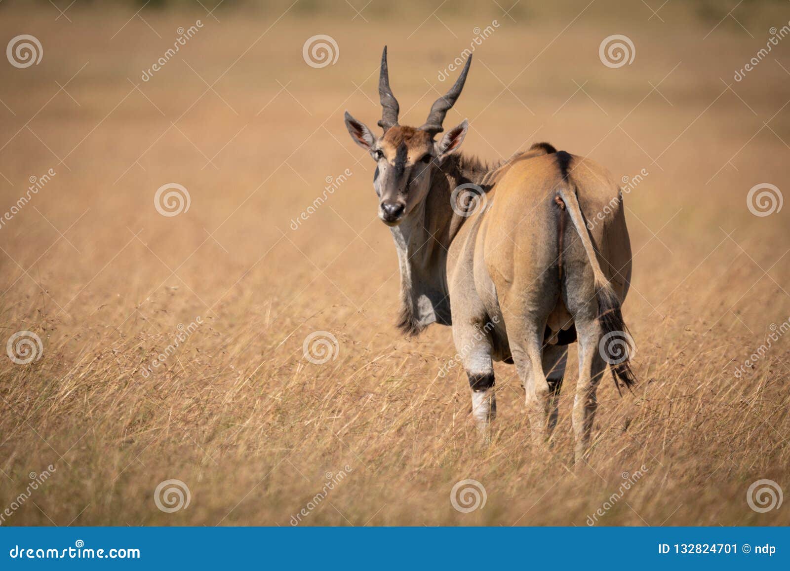 eland standing in long grass looks back