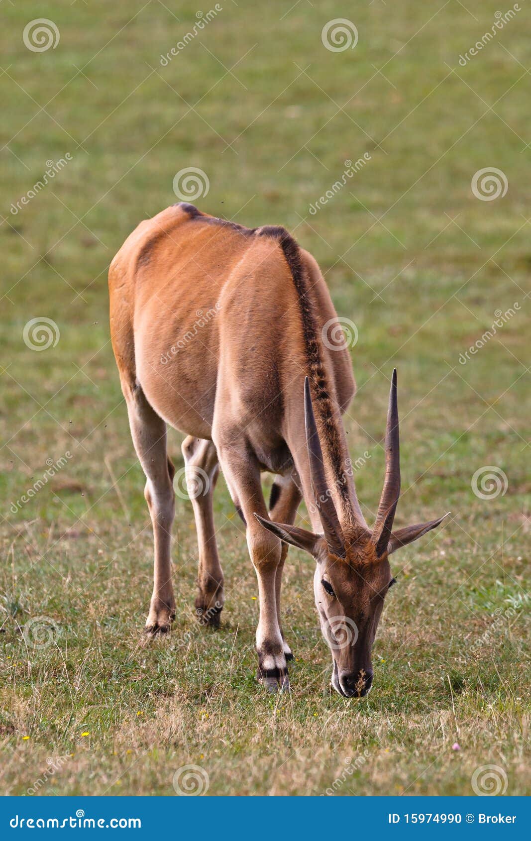 eland, taurotragus oryx