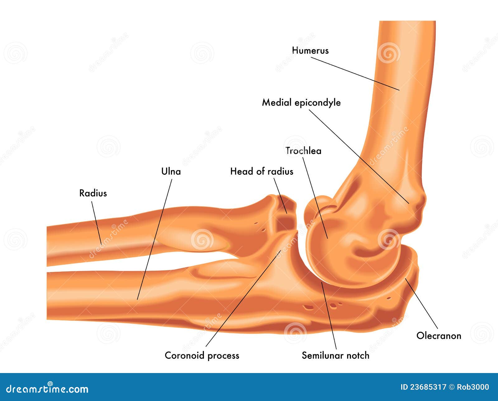 Elbow Joint Stock Illustrations – 4,726 Elbow Joint Stock Illustrations,  Vectors & Clipart - Dreamstime