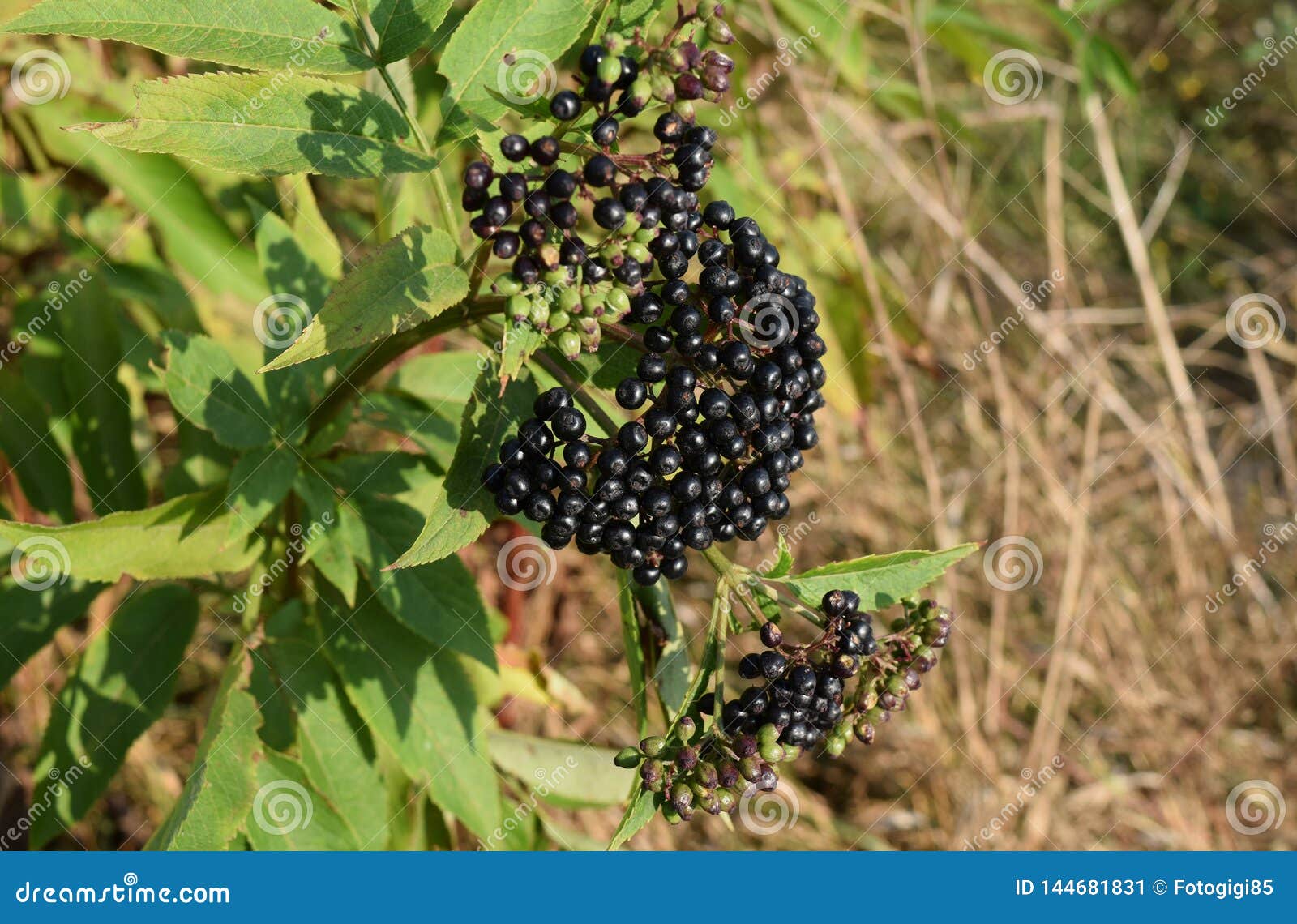 The elder berries stock image. Image of green, elderberry 144681831