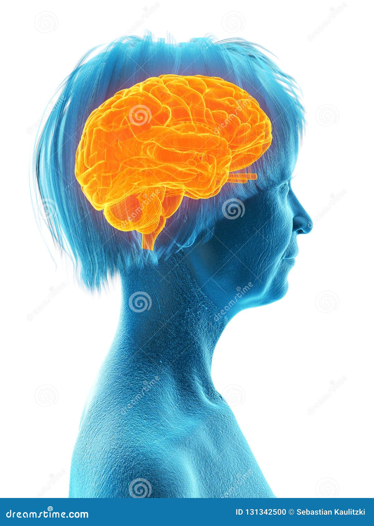 an elder females brain