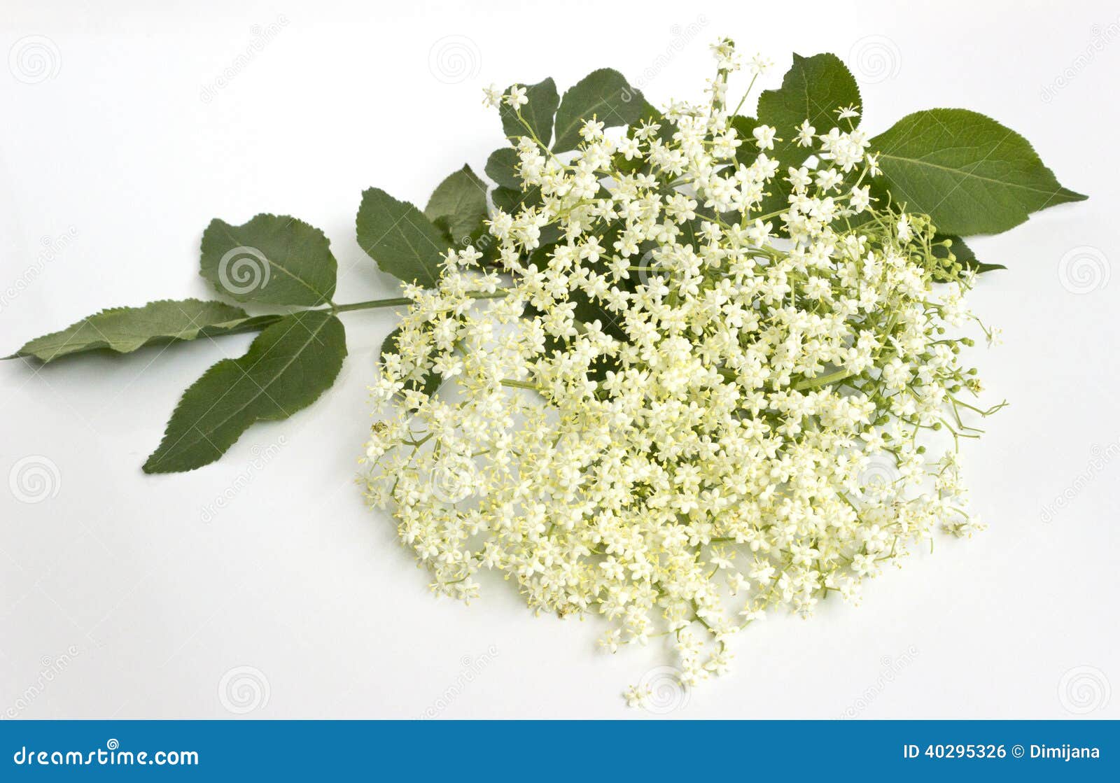 Elder flower-elderberry stock photo. Image of branch - 40295326