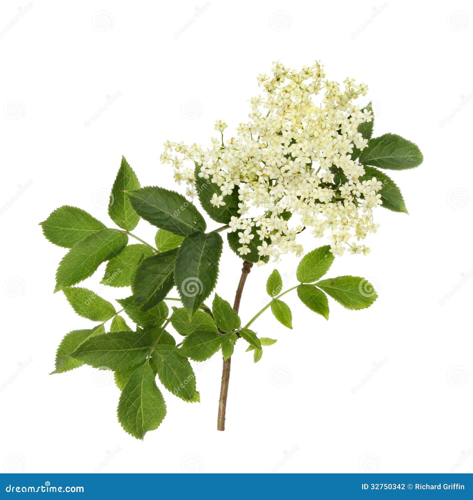 elder flower