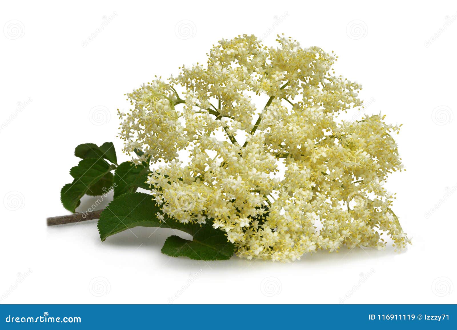 Elder Flower Isolated on White Stock Image - Image of healing, health ...