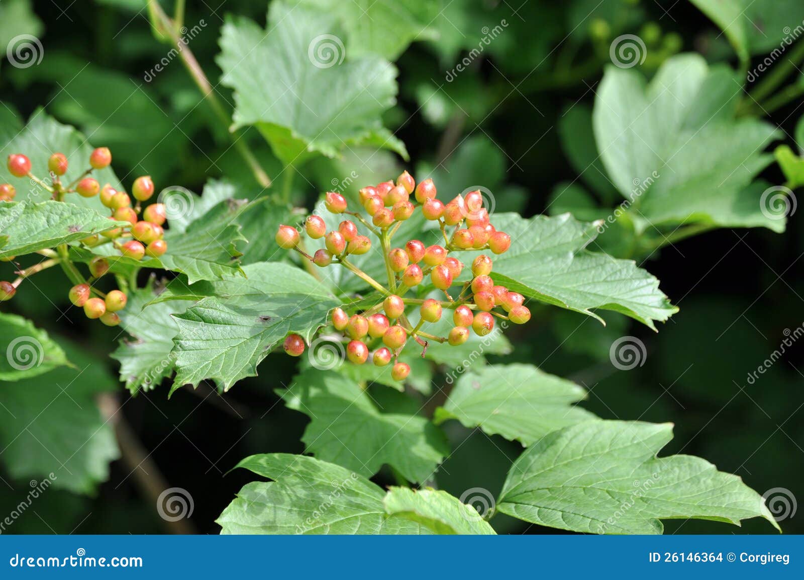 Elder Rose Berrys stock photo. Image of leaves, green 26146364