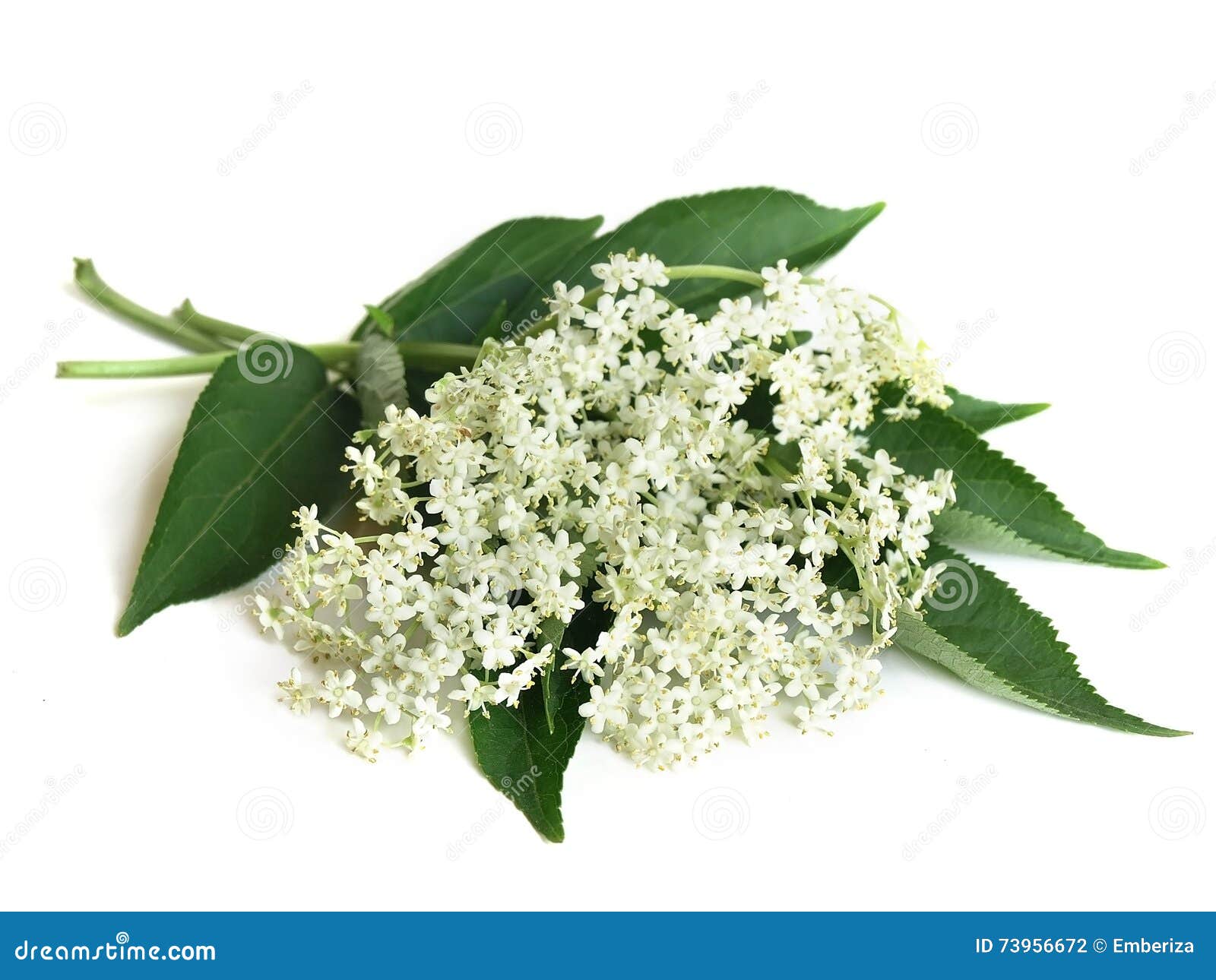 Elder (Sambucus nigra) stock photo. Image of sambucus - 73956672