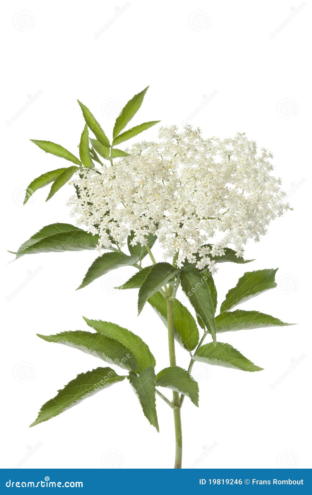 Elderberry Flower Texture, Latin Name Sambucus Nigra, Picked During