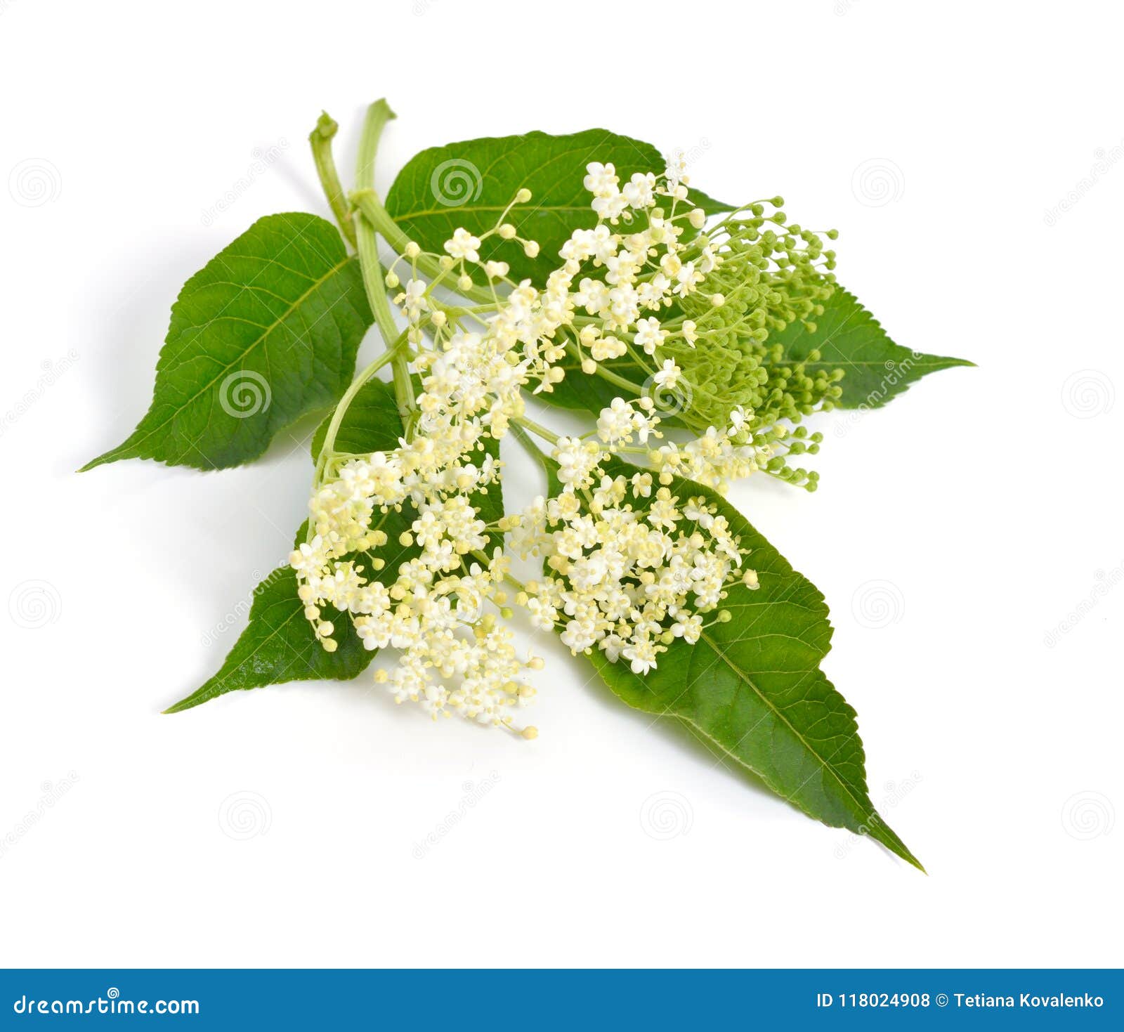 Elderberry Flower and Leaves Isolated on White Backgroun Stock Photo ...