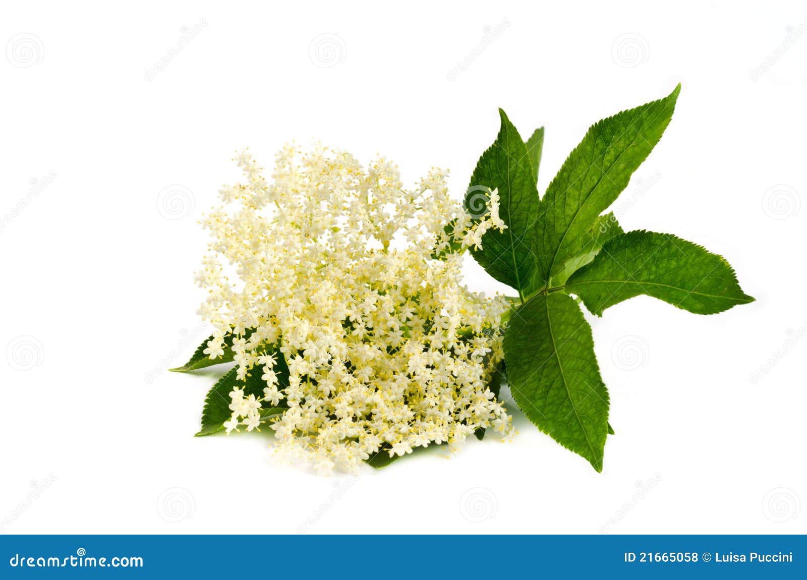 Elderberry Flower On White Royalty Free Stock Photos - Image: 21665058