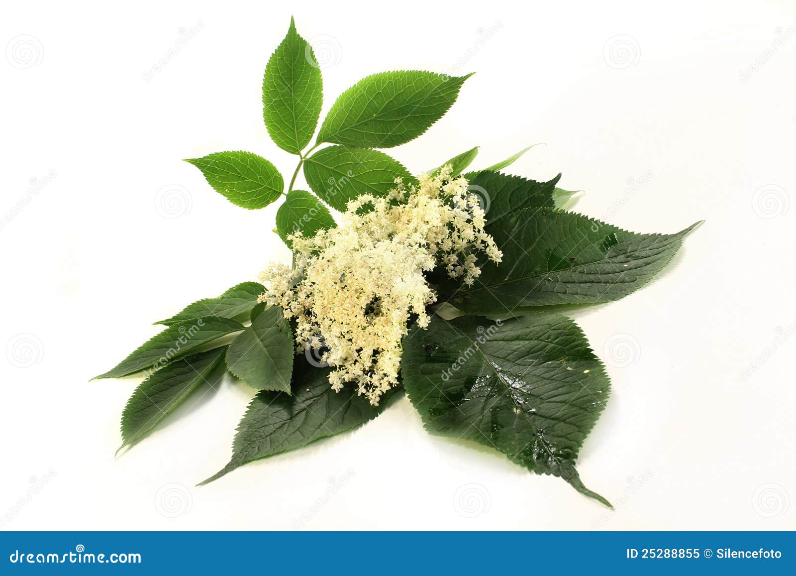 Elderberry flowers stock image. Image of fragrant, natural 25288855