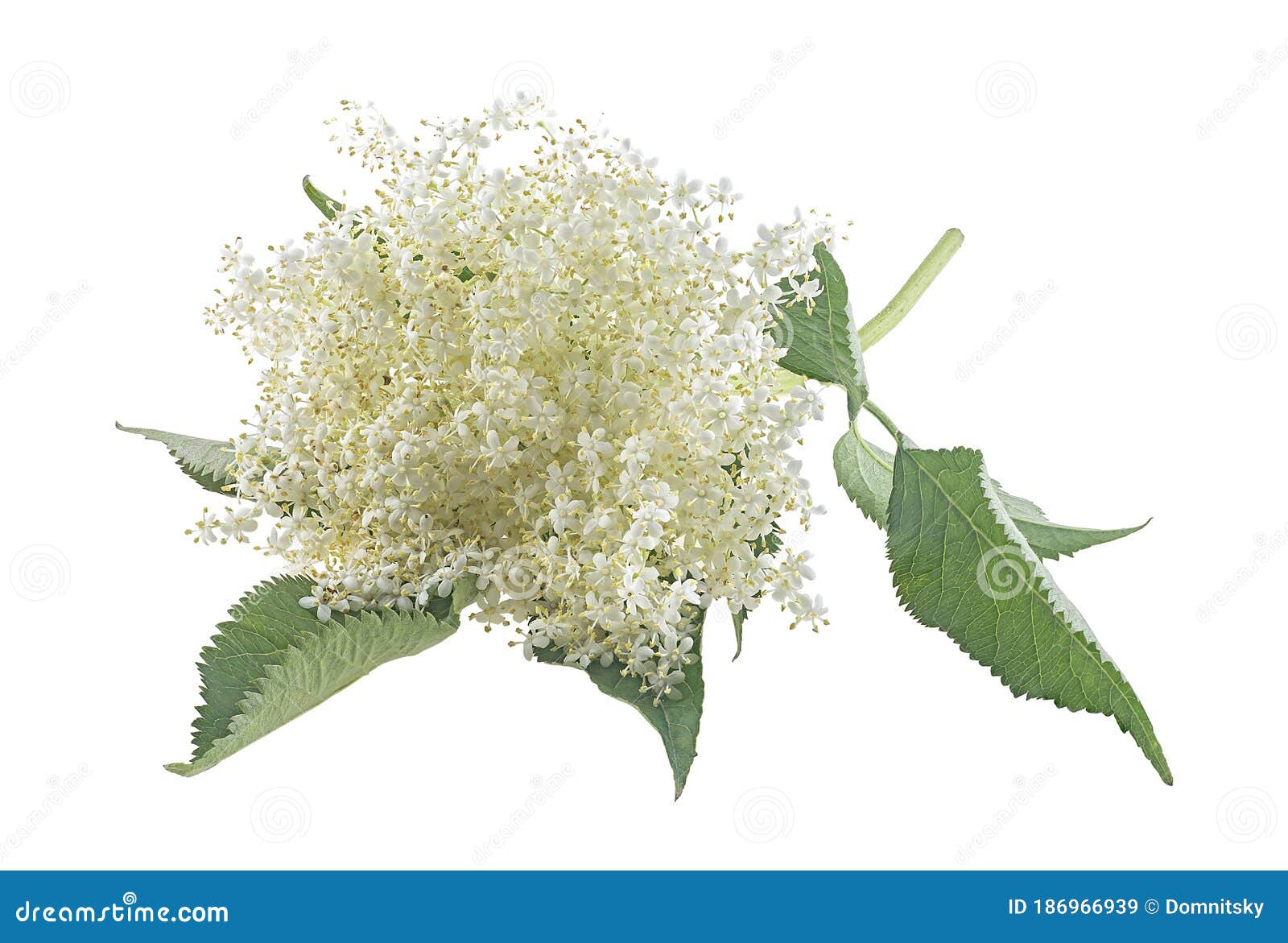 Elderberry with Flowers and Leaves Isolated on White Background ...