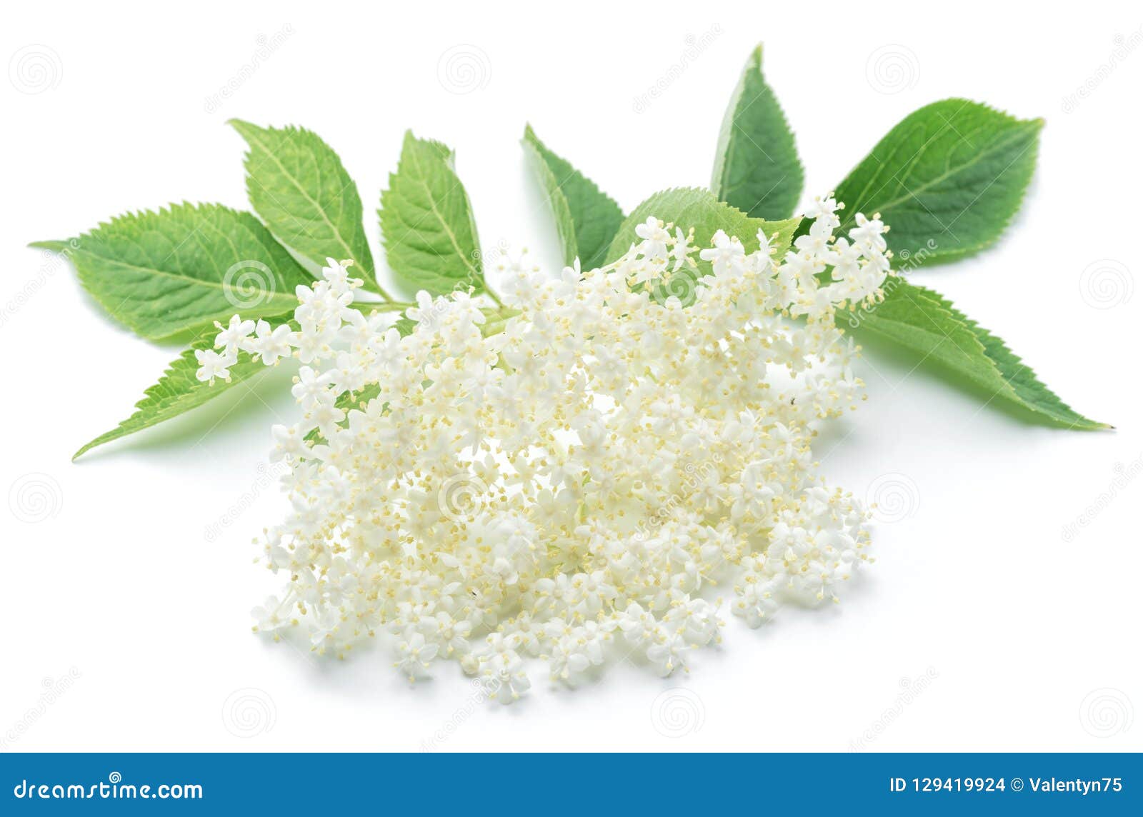 Elderberry Flowers on the White Background. Stock Photo - Image of ...