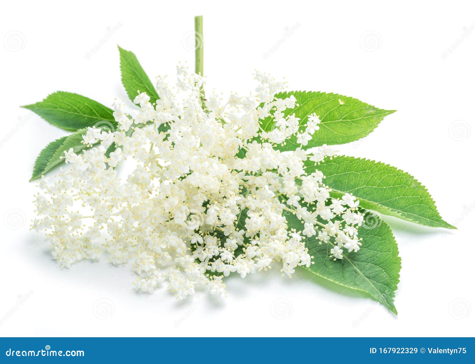 Elderberry Flowers on the White Background Stock Image - Image of ...