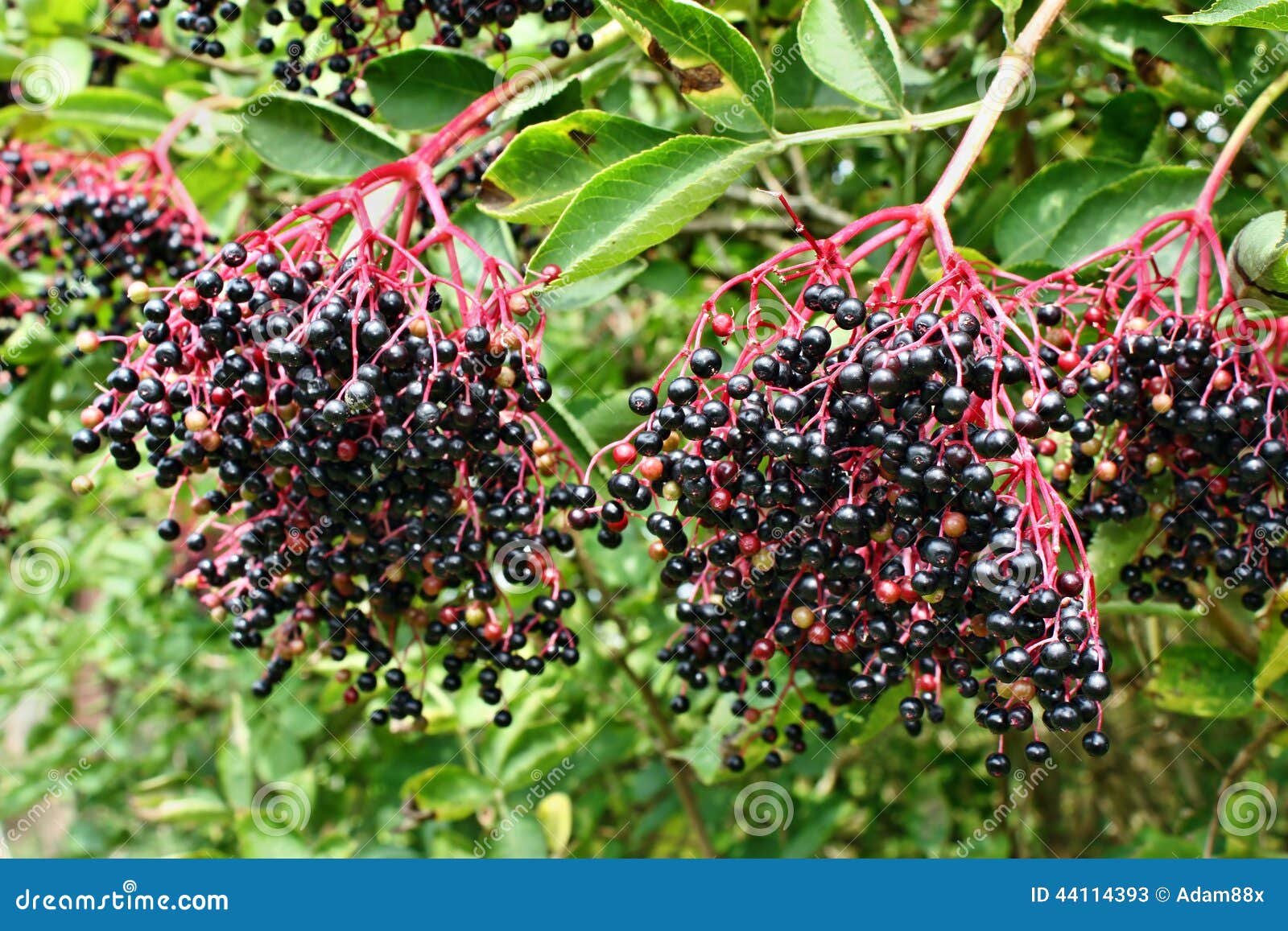 Elderberry fruits stock image. Image of alternative, flora 44114393