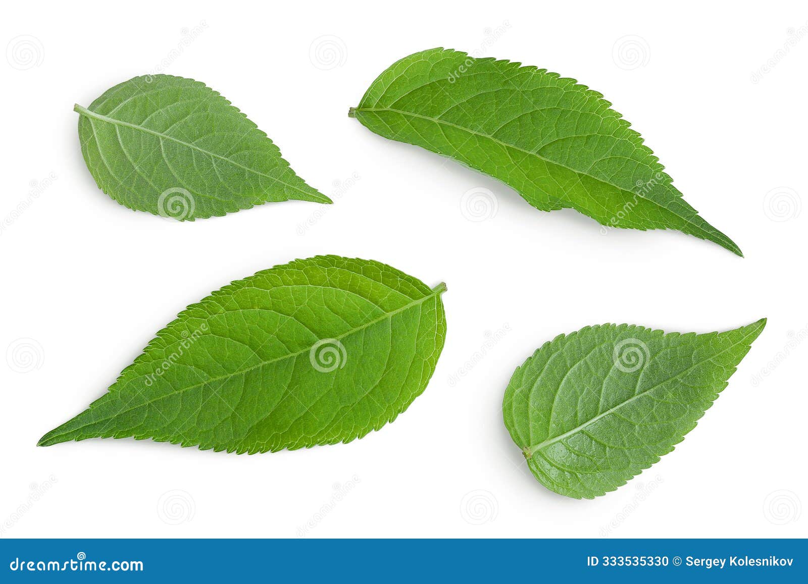 elderberry leaf or sambucus nigra  on a white background