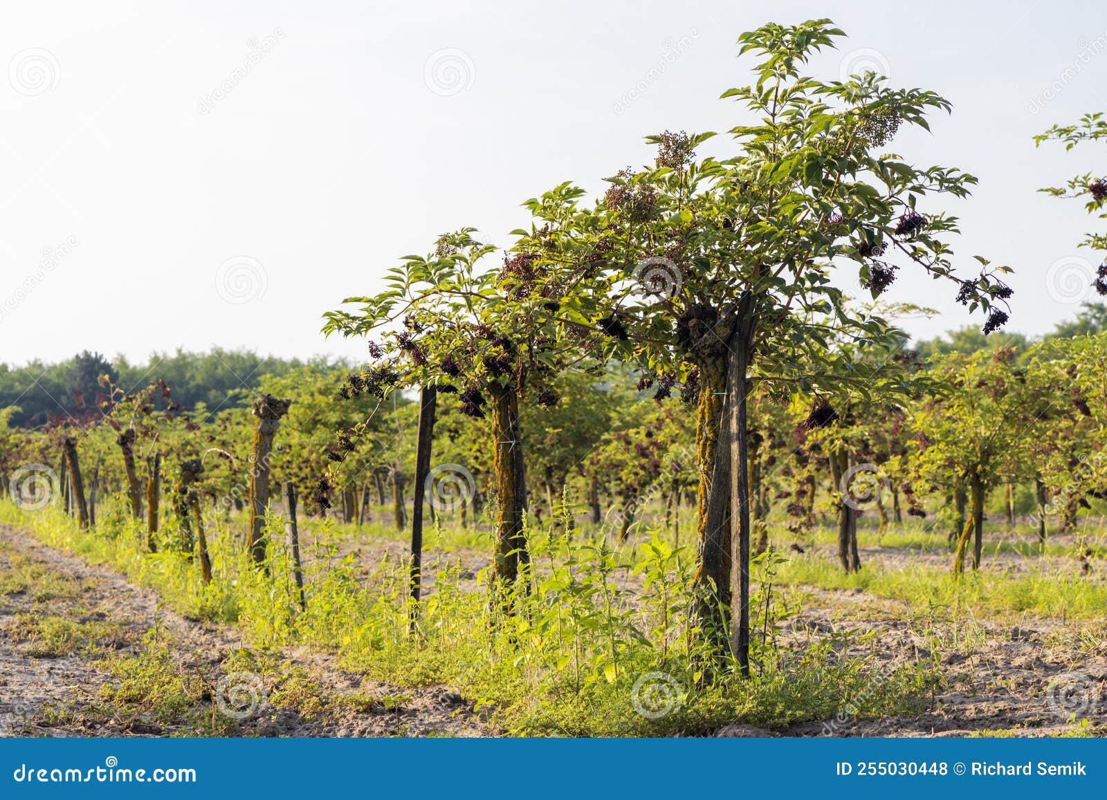 Elderberry Orchard in Central Hungary Stock Photo Image of fresh