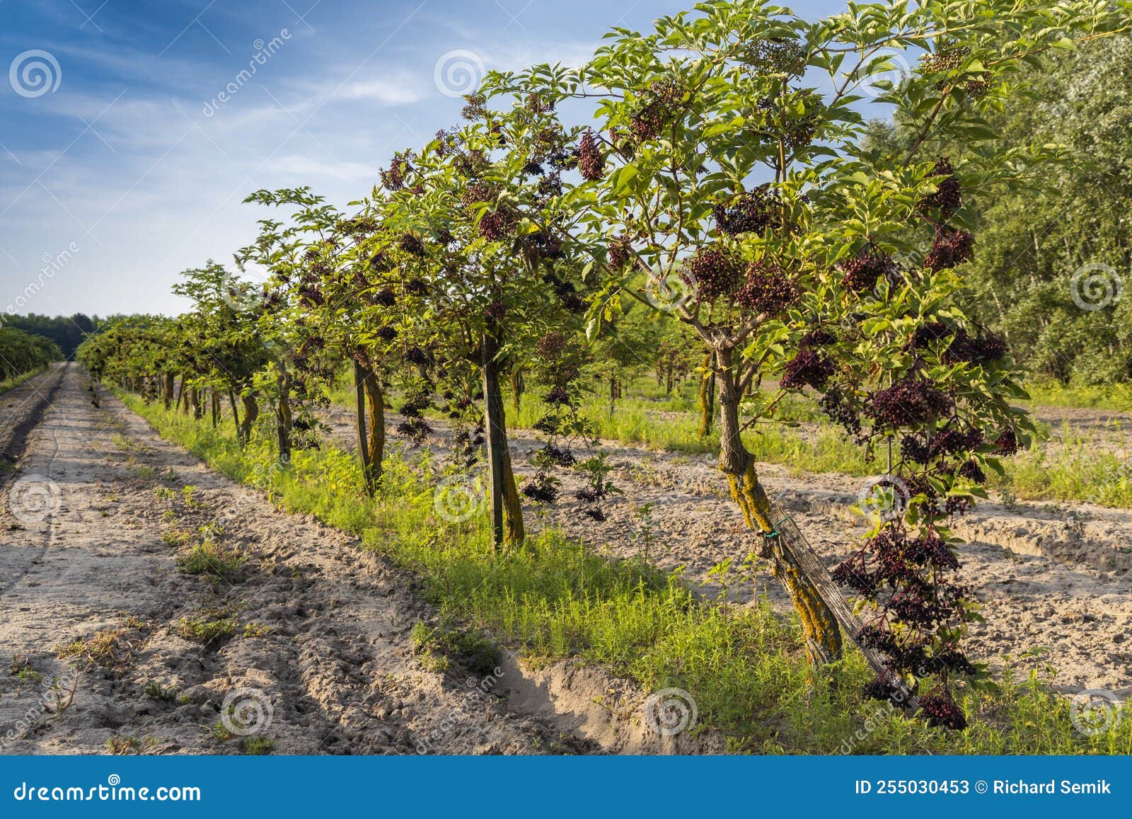 Elderberry Orchard in Central Hungary Stock Image - Image of ...