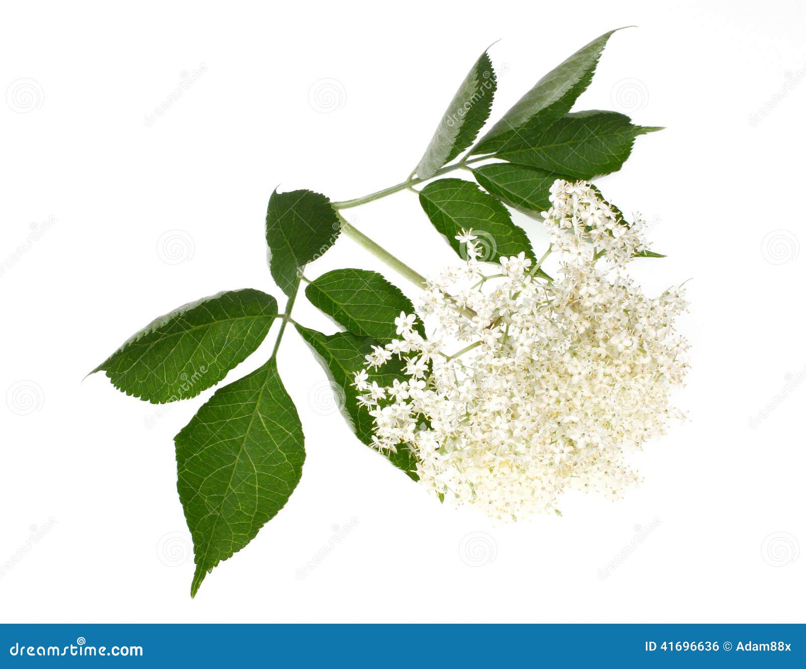Elderberry stock photo. Image of ingredient, herb, nature - 41696636