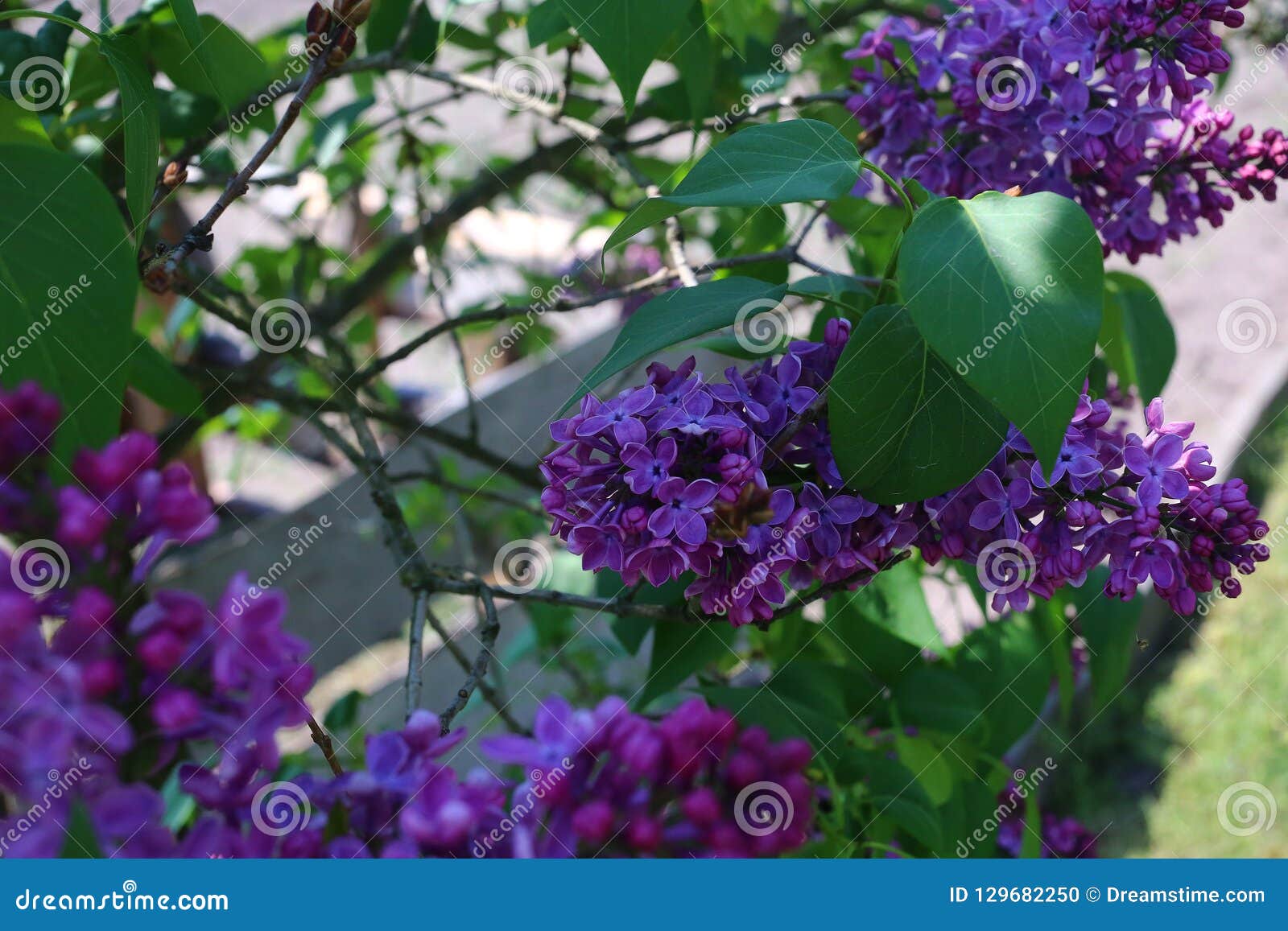 Elderberry Tree in Full Bloom Stock Photo Image of blooms, flowers