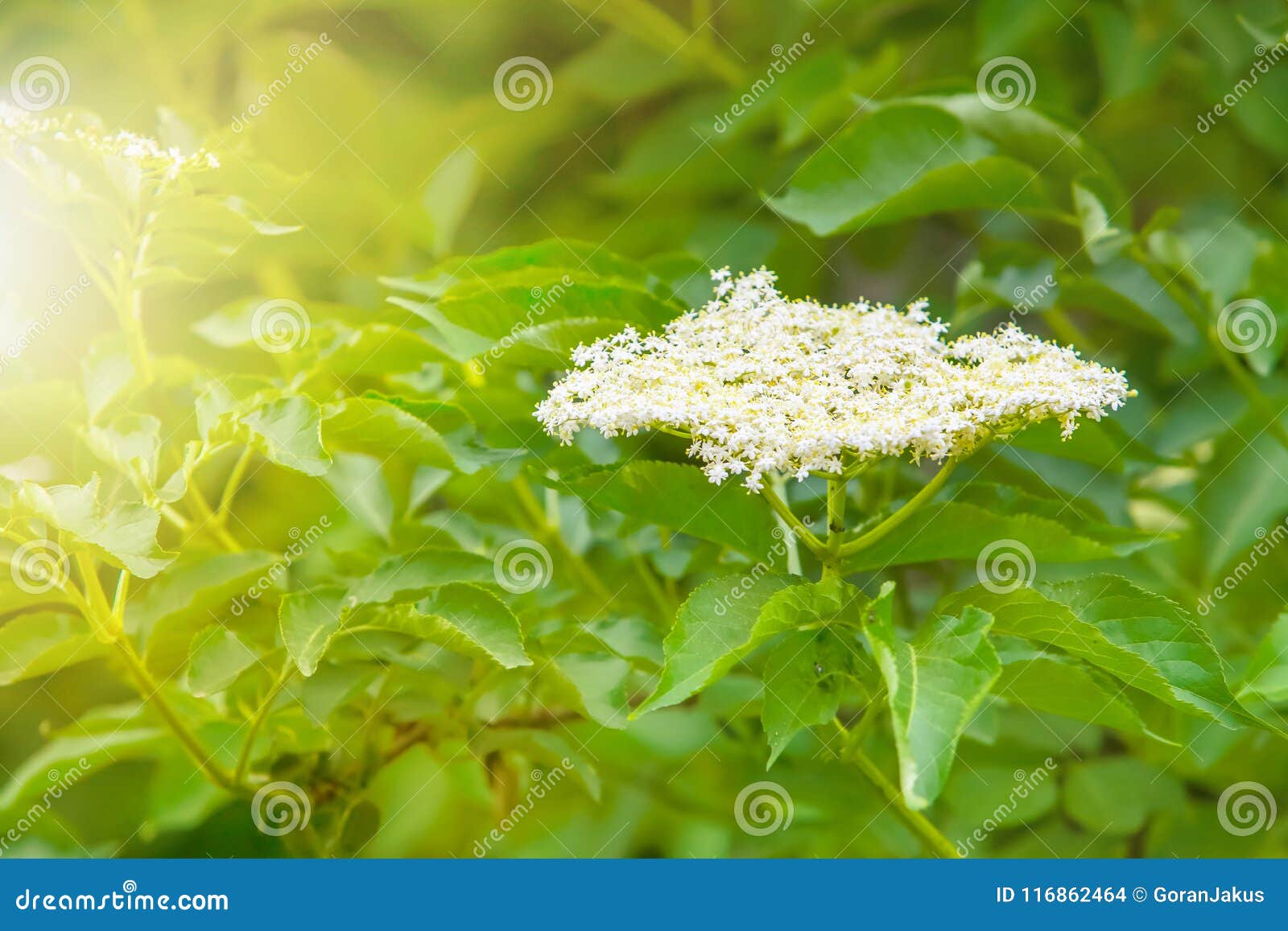 Elderberry White Flowers on a Bush Stock Photo Image of drink, branch