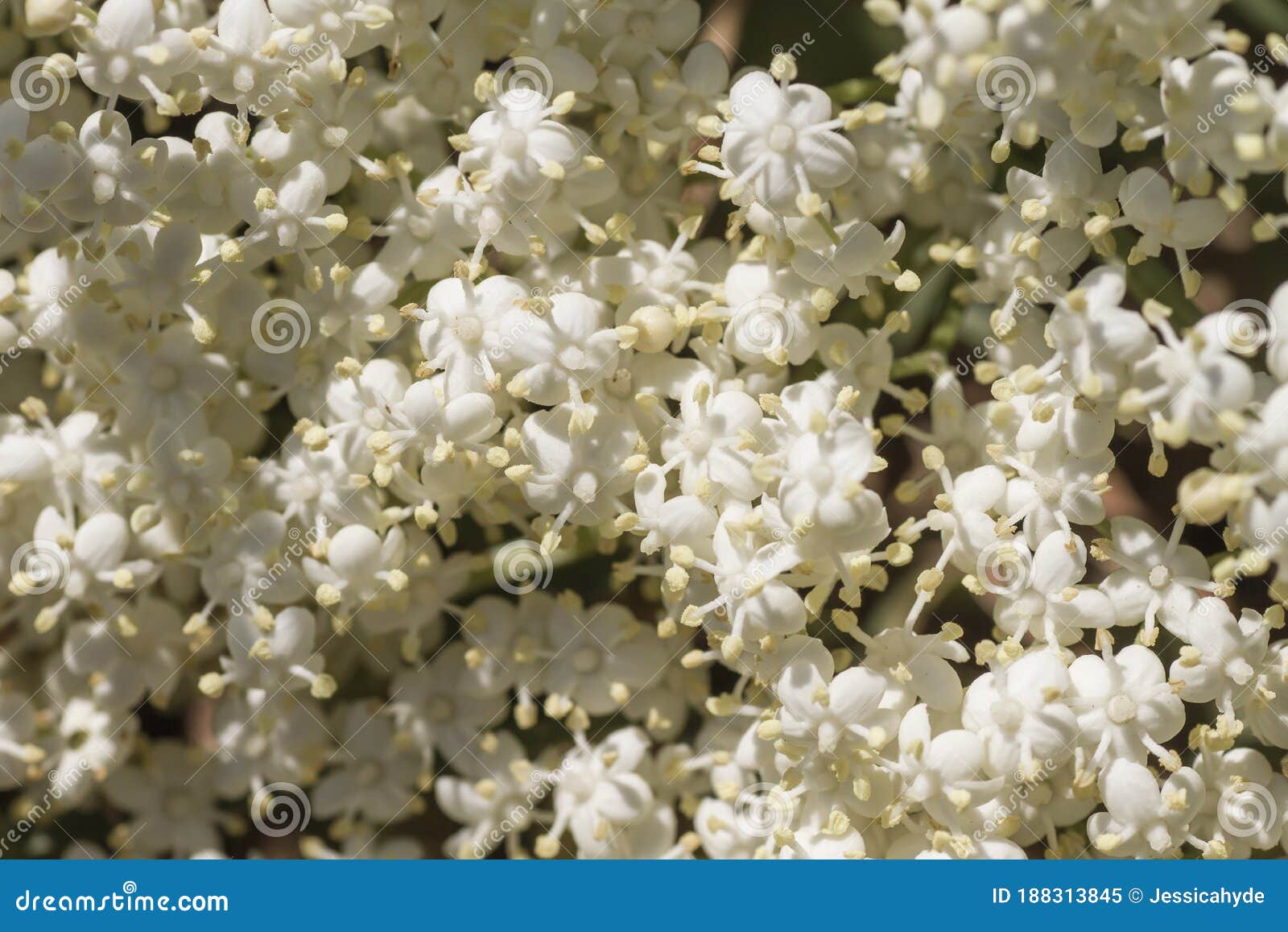 Elderberry White Flowers Close Up Stock Image Image of foliage, bush