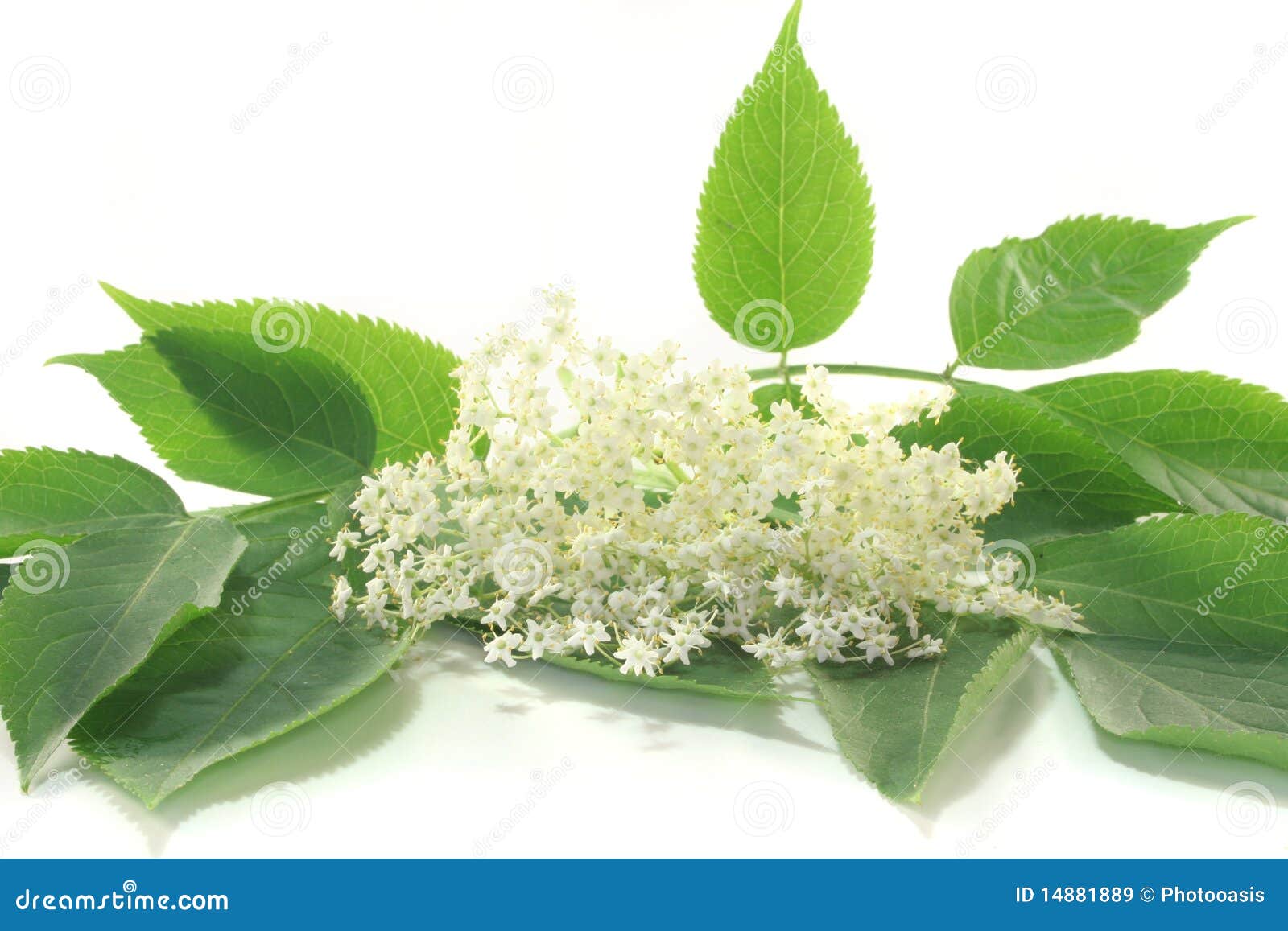 Elderflower stock image. Image of umbel, remedies, green - 14881889