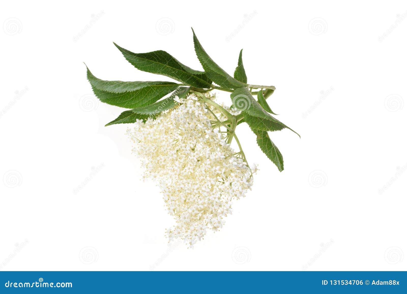 Fresh Elderflower Sambucus Nigra Stock Photo - Image of berry, health ...