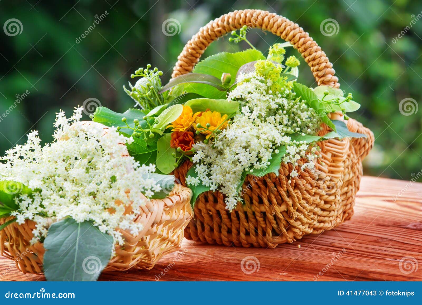 Elderflower and Other Medicinal Herbs Stock Image Image of herbs