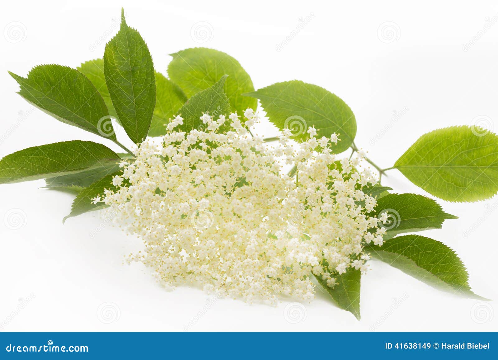 Elderflower on White Background Stock Image - Image of flower, blooming ...
