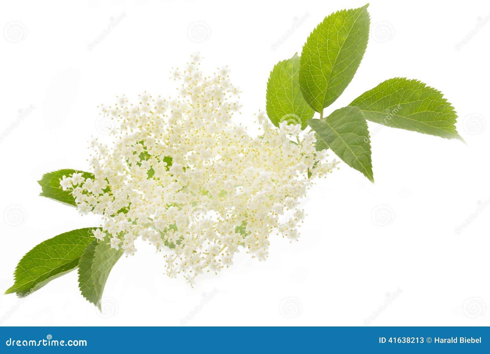 elderflower on white background