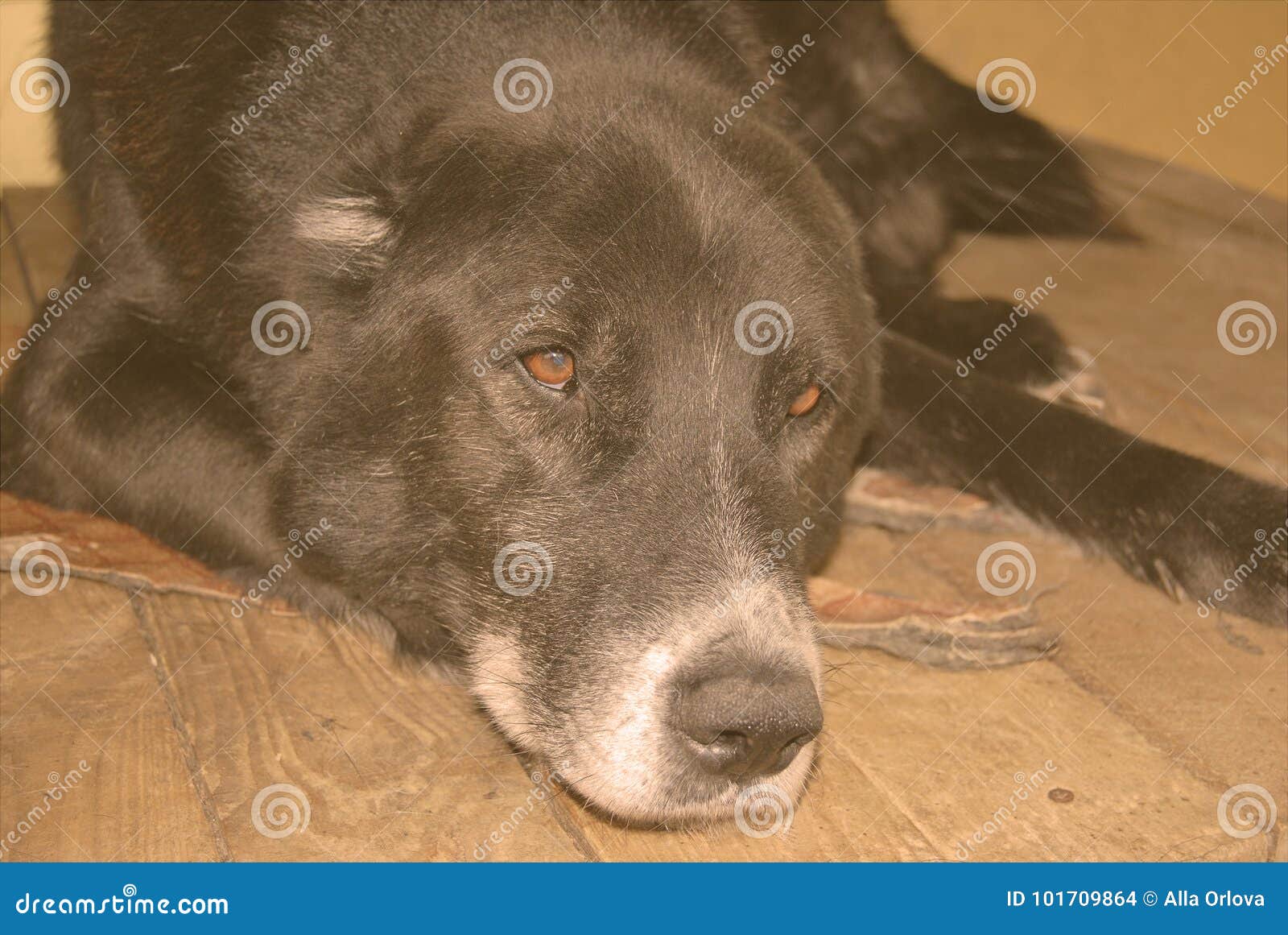 Download The Elderly Central Asian Shepherd Dog Stock Photo - Image of friendly, black: 101709864