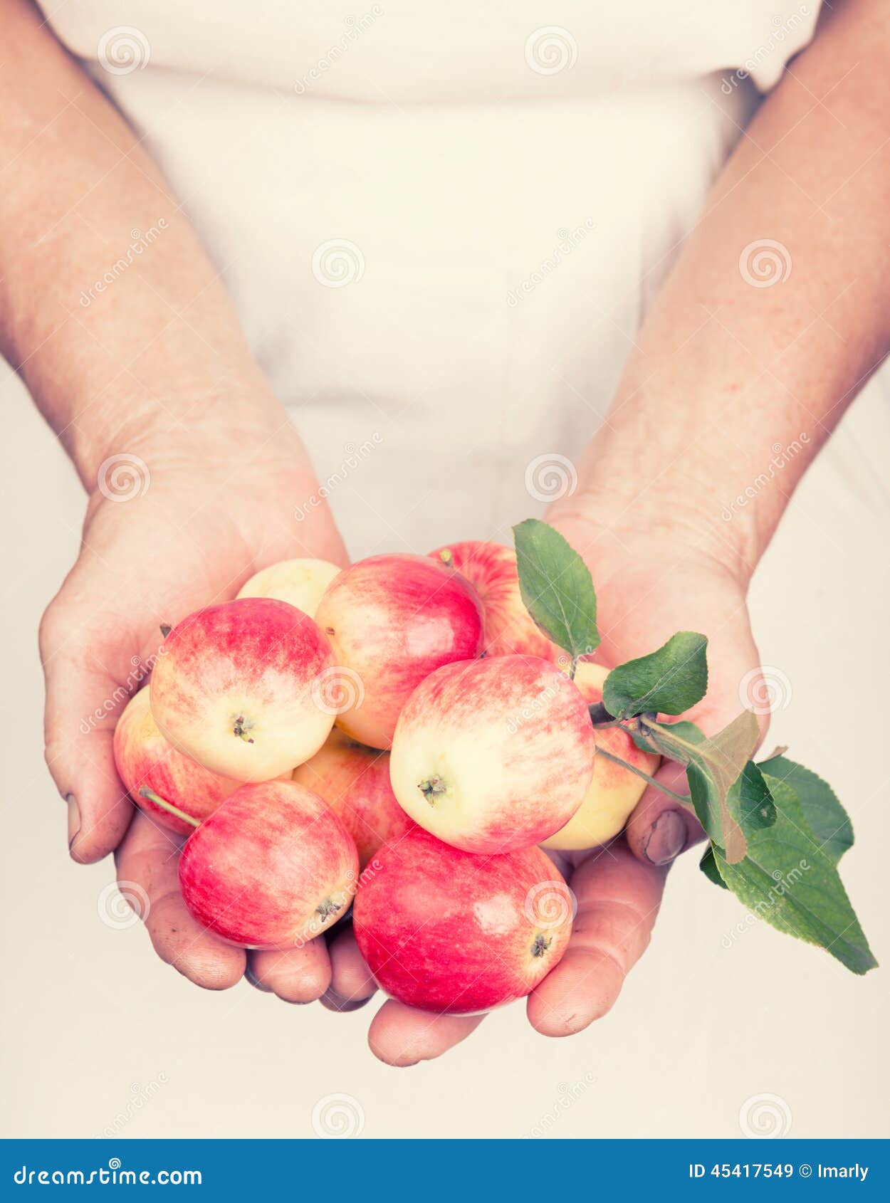 Elderly Hands Holding Organic Fresh Apples Stock Image Image of