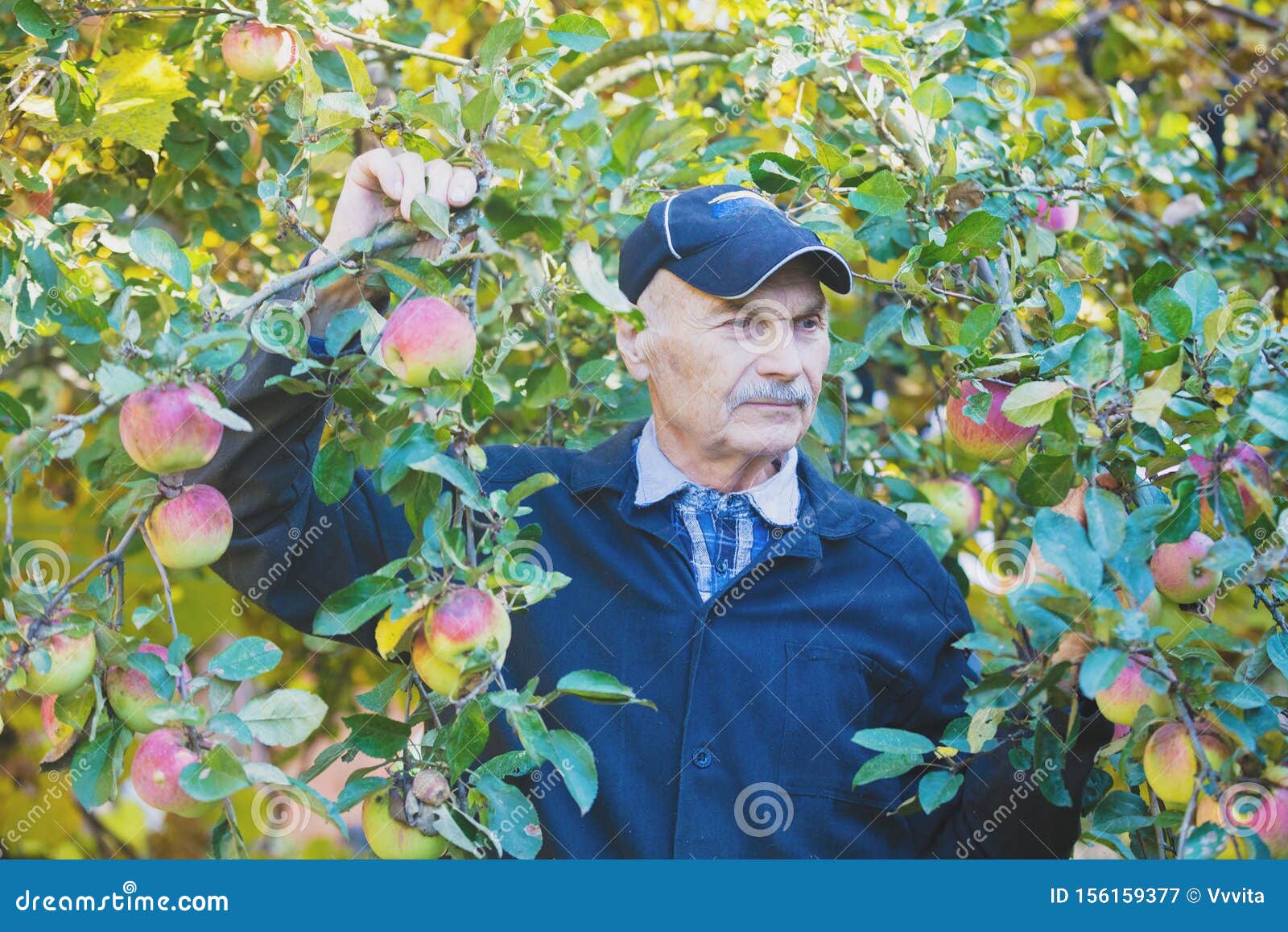 Elderly Man Harvesting Apples in the Orchard Stock Image Image of