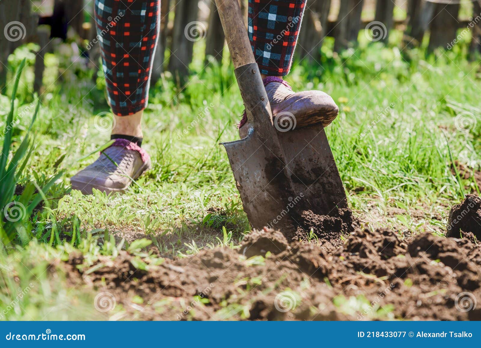 An Elderly Woman Digs the Earth with a Shovel in Her Garden in the ...