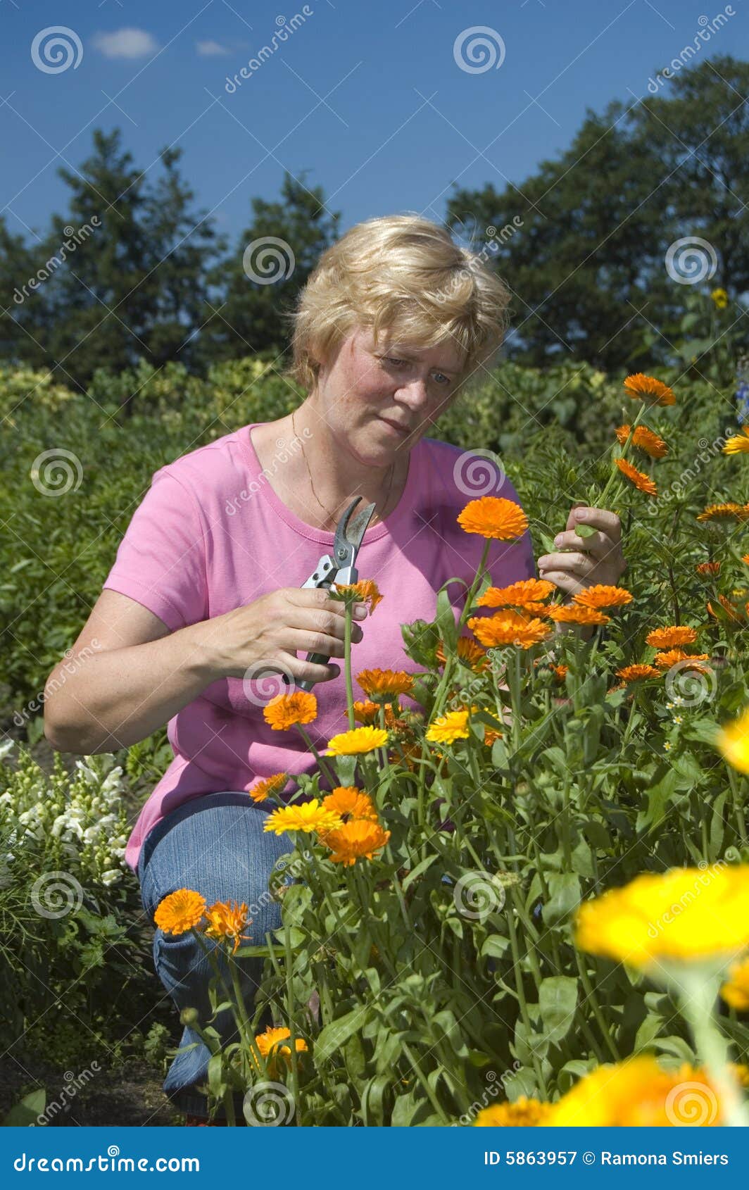 Elderly Woman is Getting Flowers Stock Image Image of nature, plants
