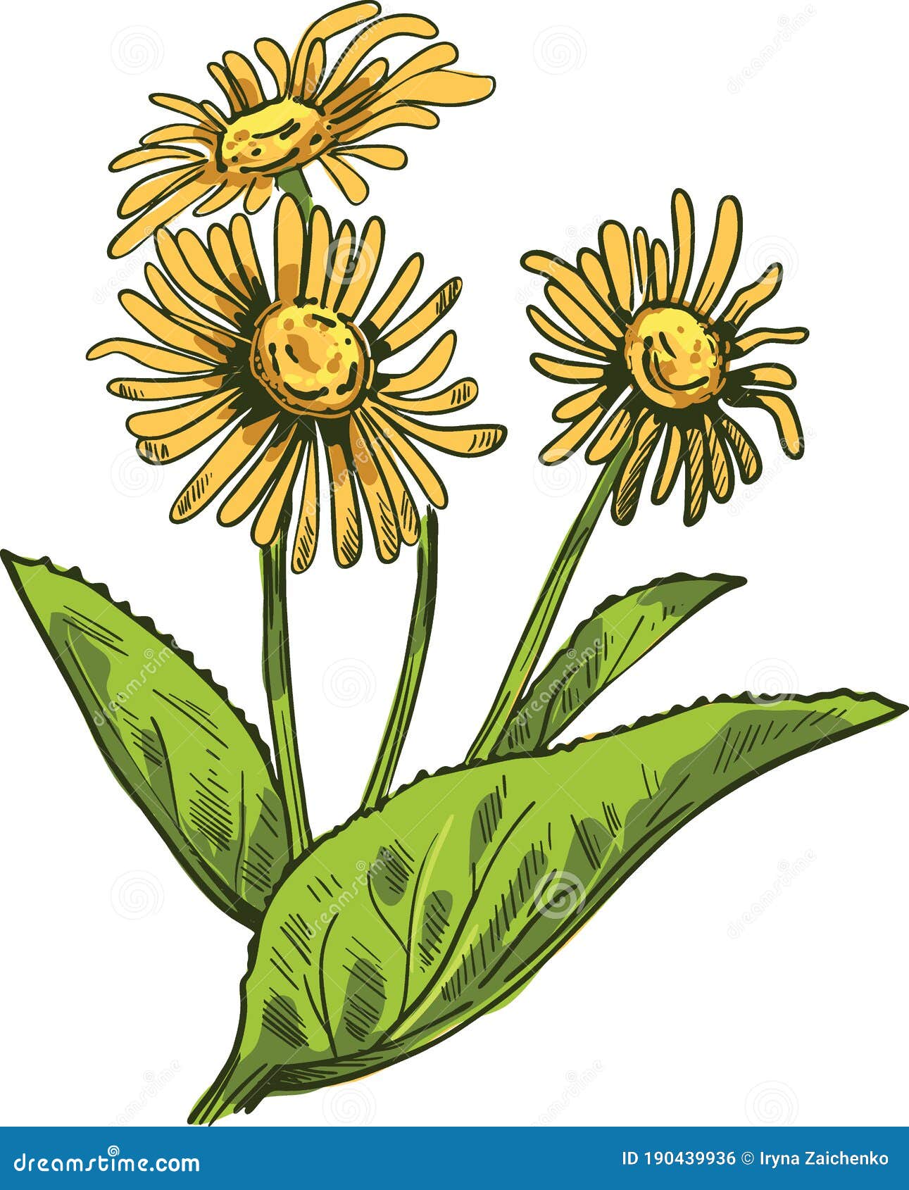 Download Elecampane Isolated Vector Illustration. Inula Helenium ...